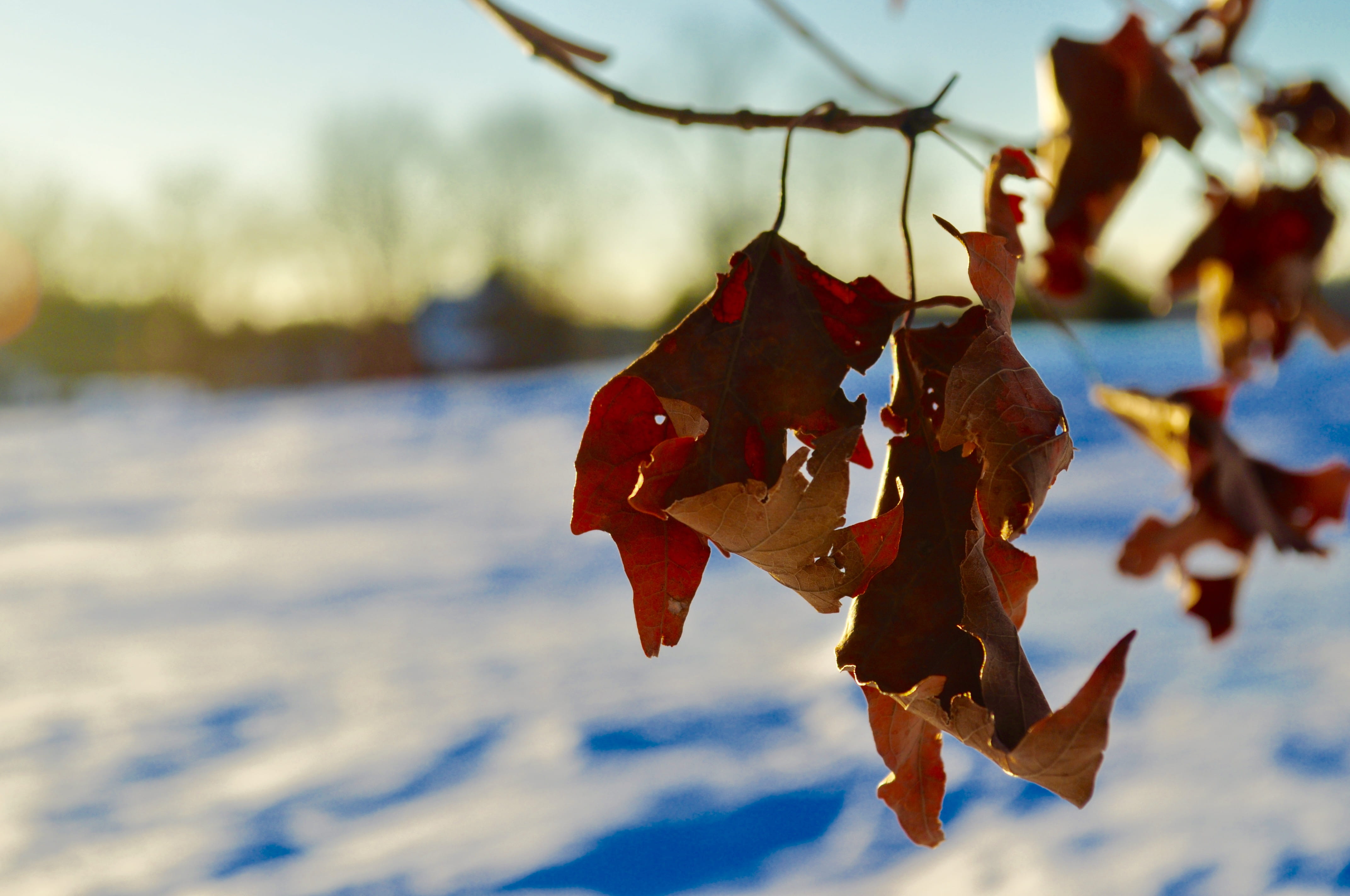 leaf, tree, holding on, rebirth, cold temperature, woodsom farm, plant, sky, no people, amesbury, 4K, close-up, winter, branch, beauty in nature, red, HD Wallpaper