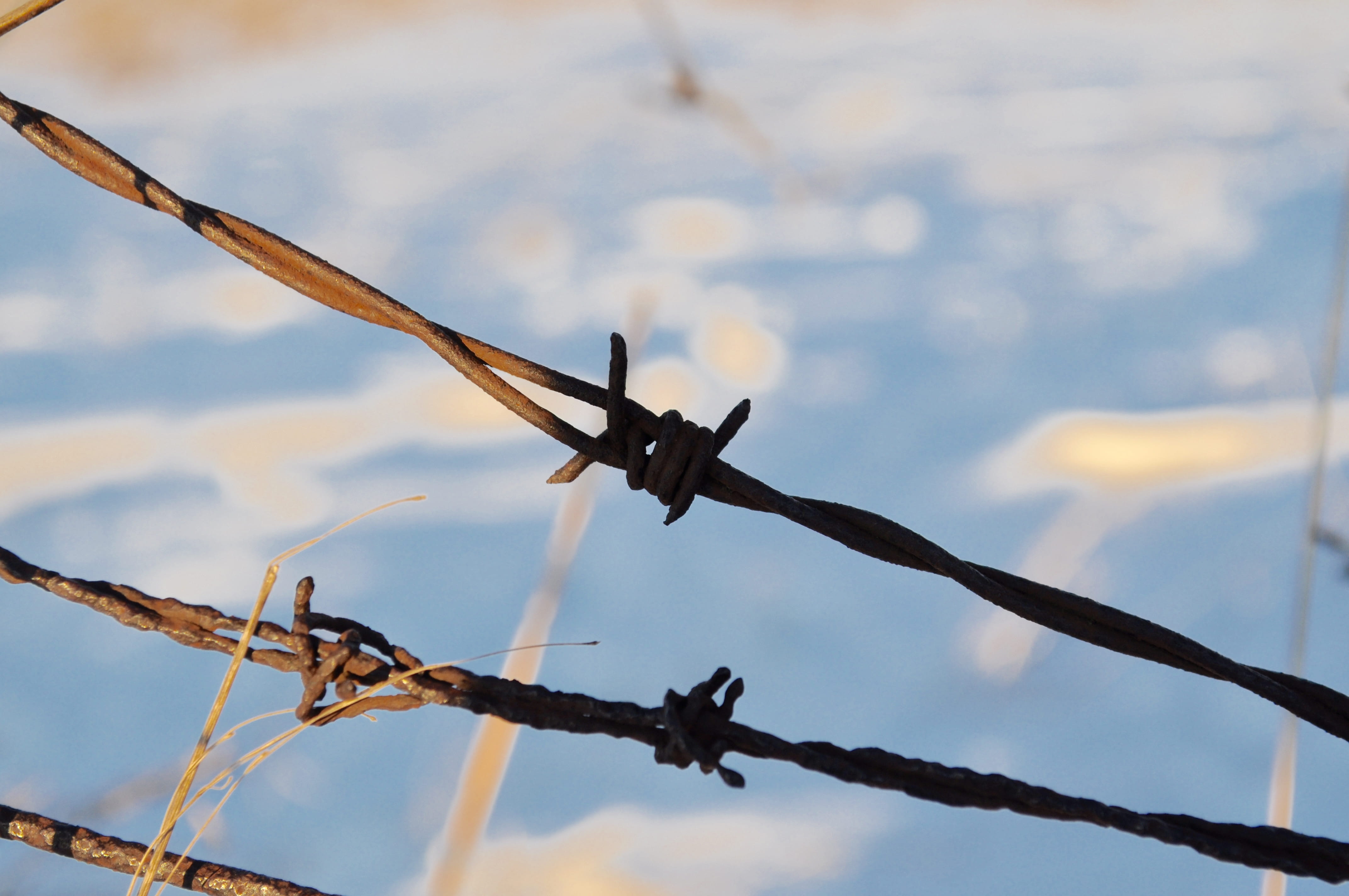 no people, sharp, day, warning sign, wire, pain, farm, barrier, amesbury, rusty, restricted, metal, security, communication, outdoors, fence, focus on foreground, HD Wallpaper