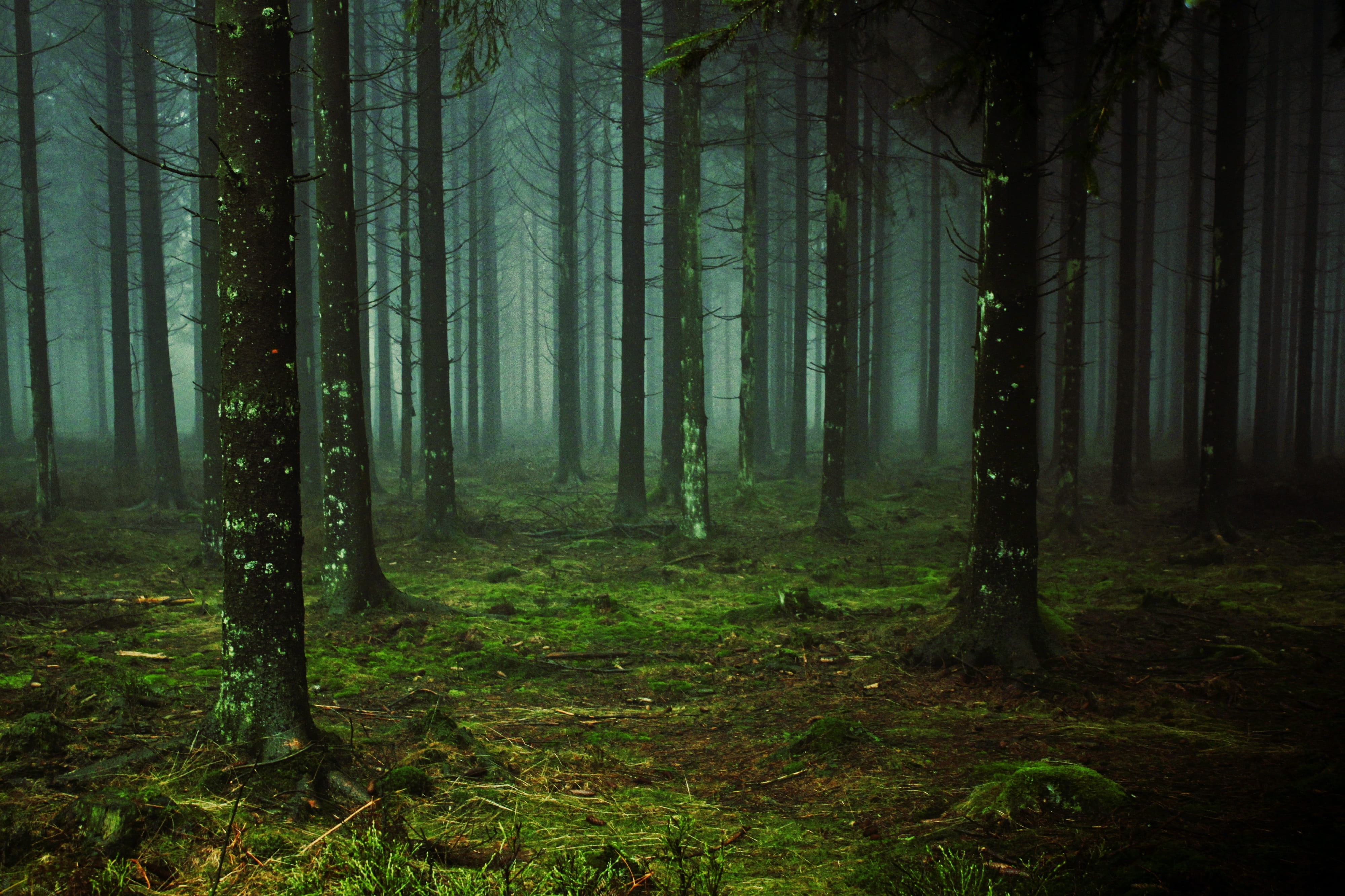 green color, remote, non-urban scene, november, mysterious, tranquil scene, forest, no people, atmosphere, cold, plant, tree trunk, tranquility, nature, HD Wallpaper
