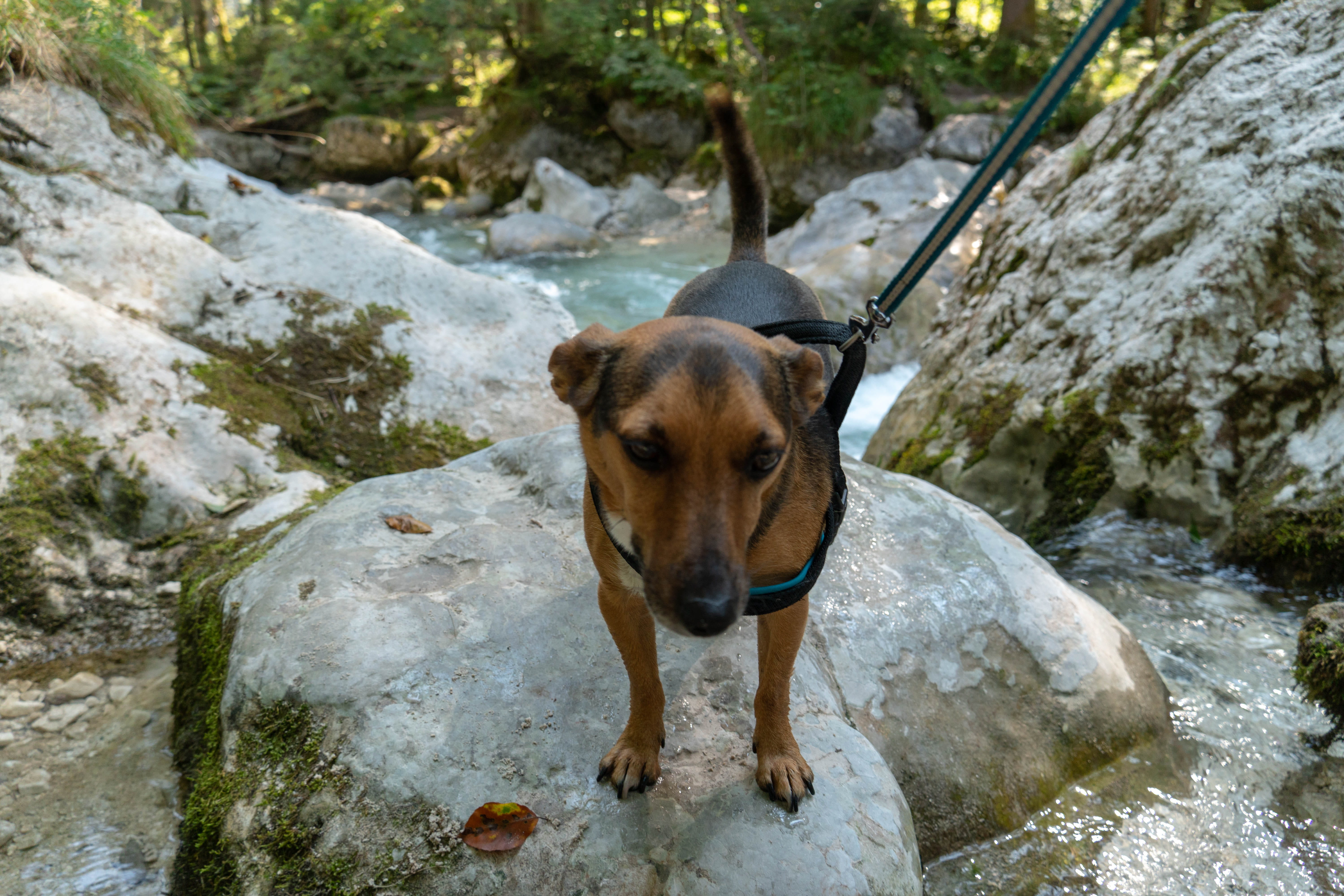 portrait, one animal, lake, solid, leash, domestic, 5K, flowing water, rock, animal themes, no people, nature, forest, animal, pets, dog, rocks, ramsau bei berchtesgaden, HD Wallpaper
