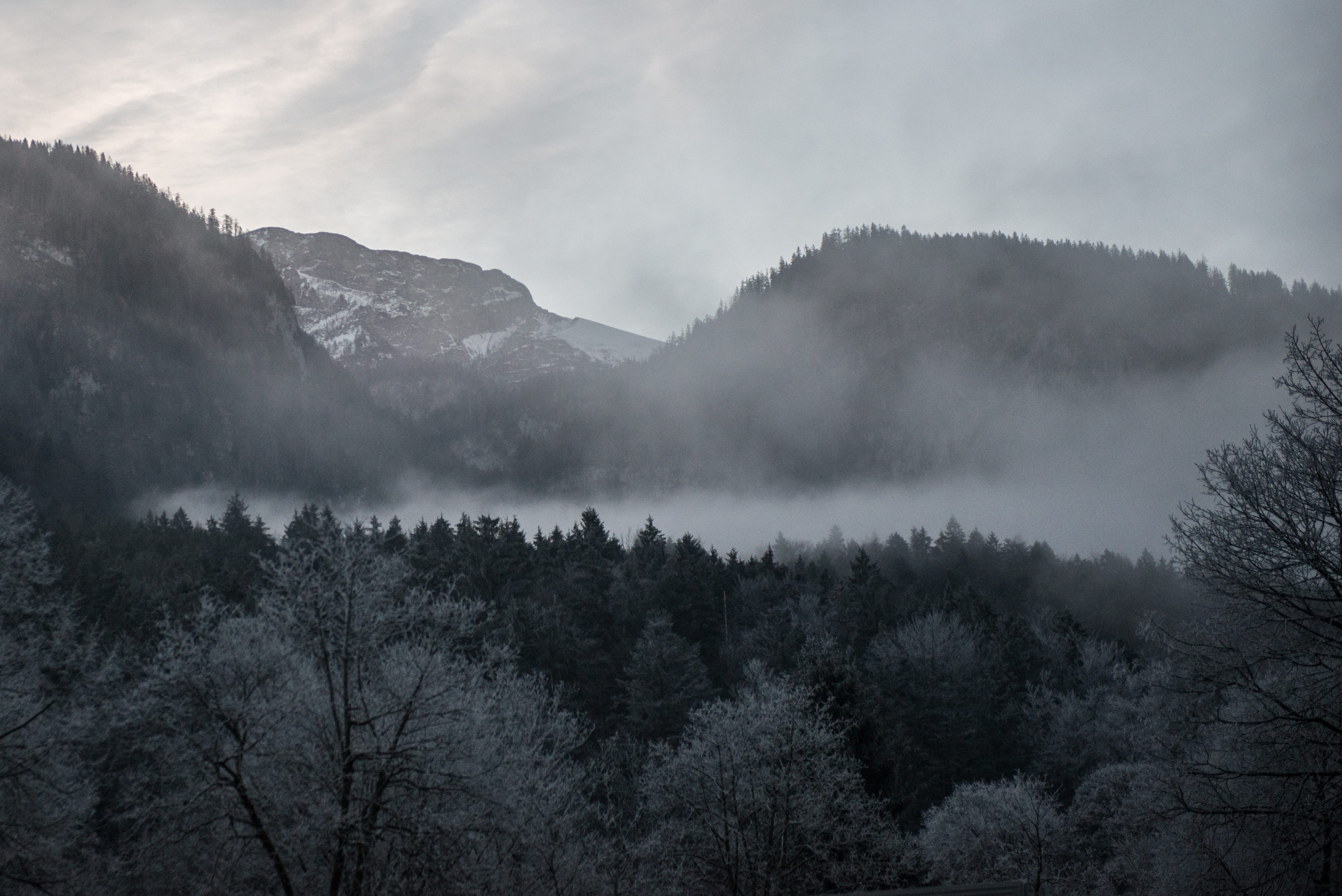 5K, fog, germany, environment, outdoors, mountains, berchtesgaden national park, berchtesgaden, tree, beauty in nature, mist, evergreen tree, tranquility, HD Wallpaper