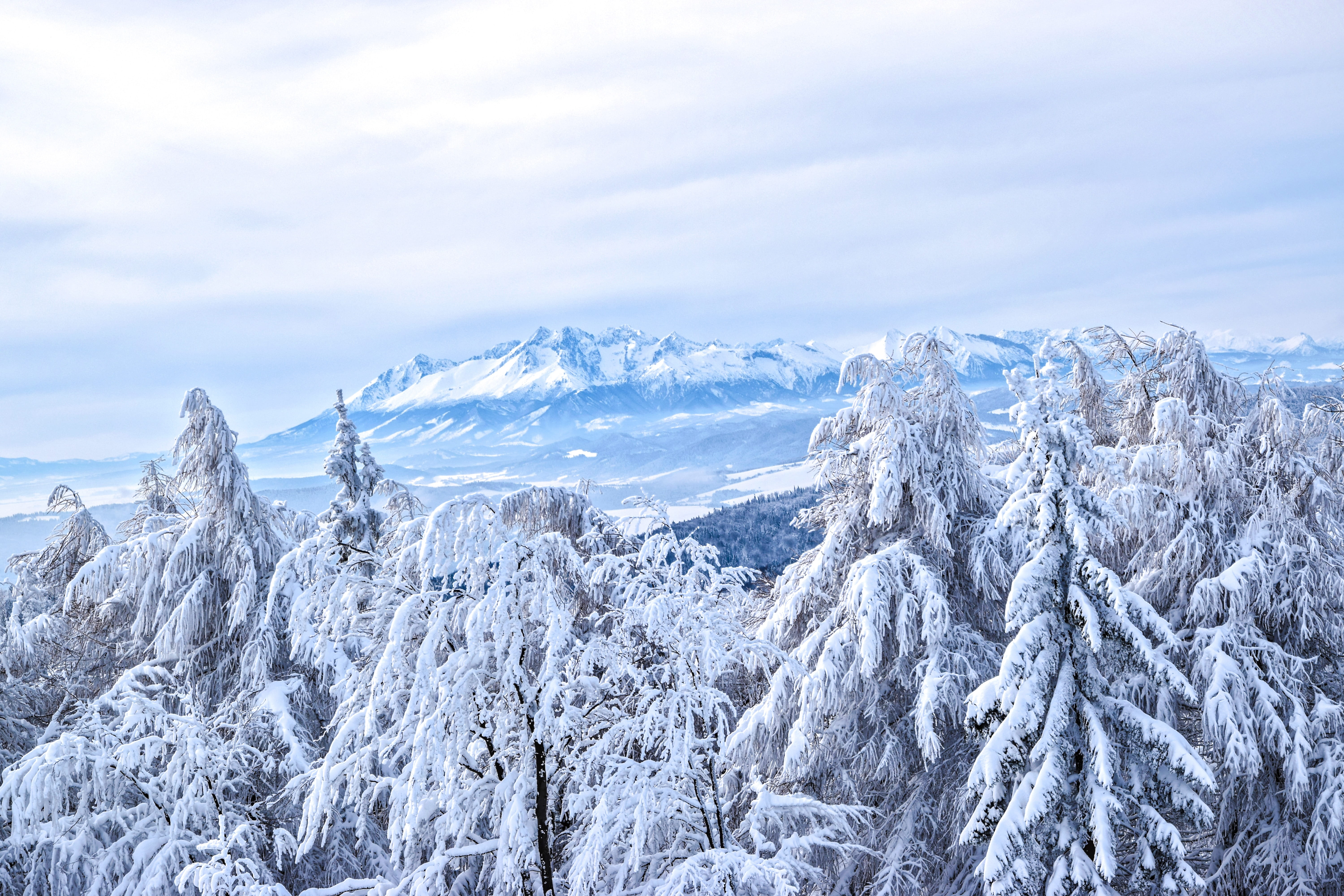 pine tree, rocks, landscape, tree, mountain, cold temperature, slovakia, beauty in nature, tranquility, outdoors, adventure, the alps, holiday, tranquil scene, HD Wallpaper