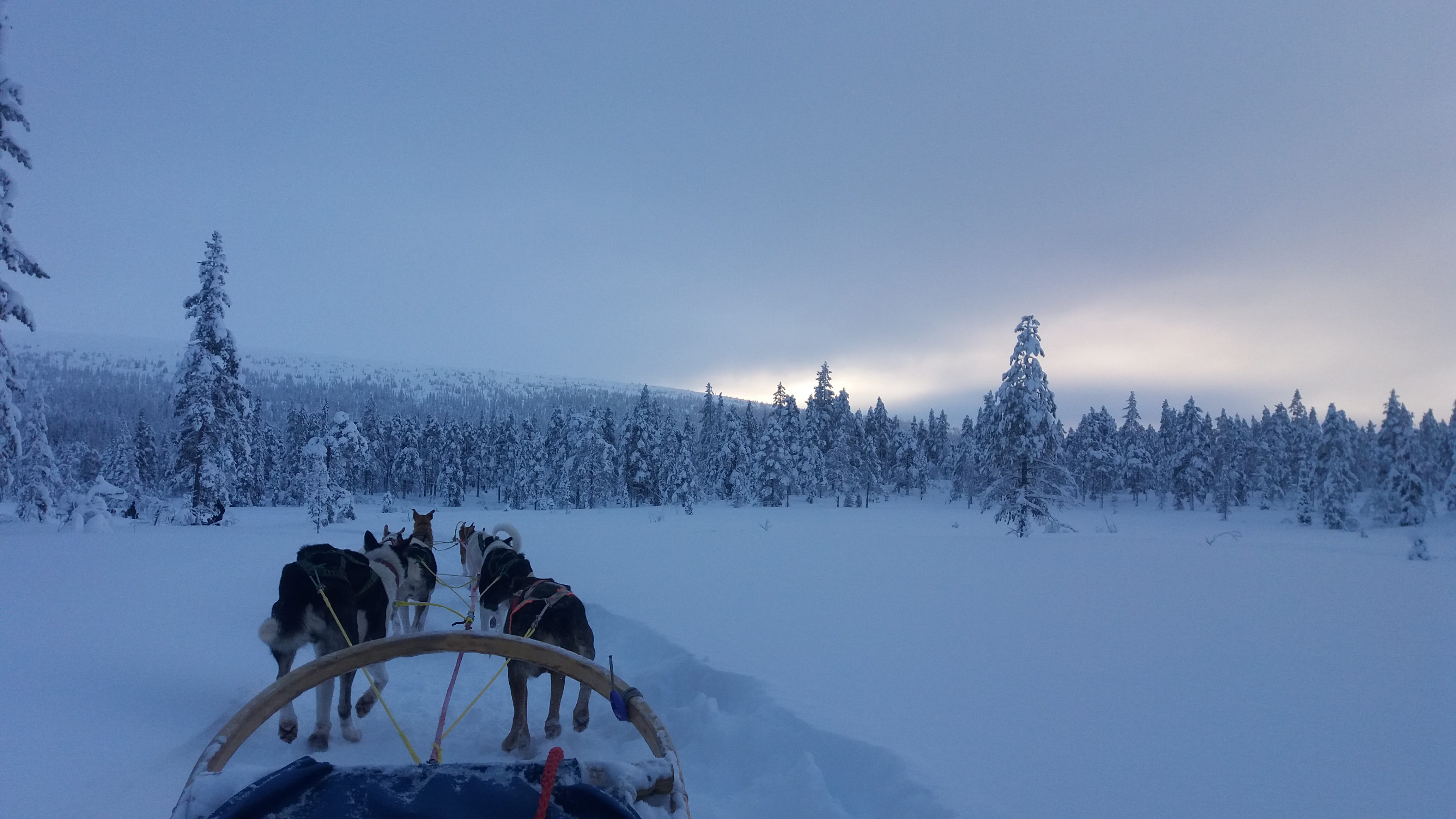 doggies, frozen, wow, tree, beauty in nature, monday, snowcapped mountain, nature, cold temperature, tourism, environment, forest, winter, tranquility, HD Wallpaper