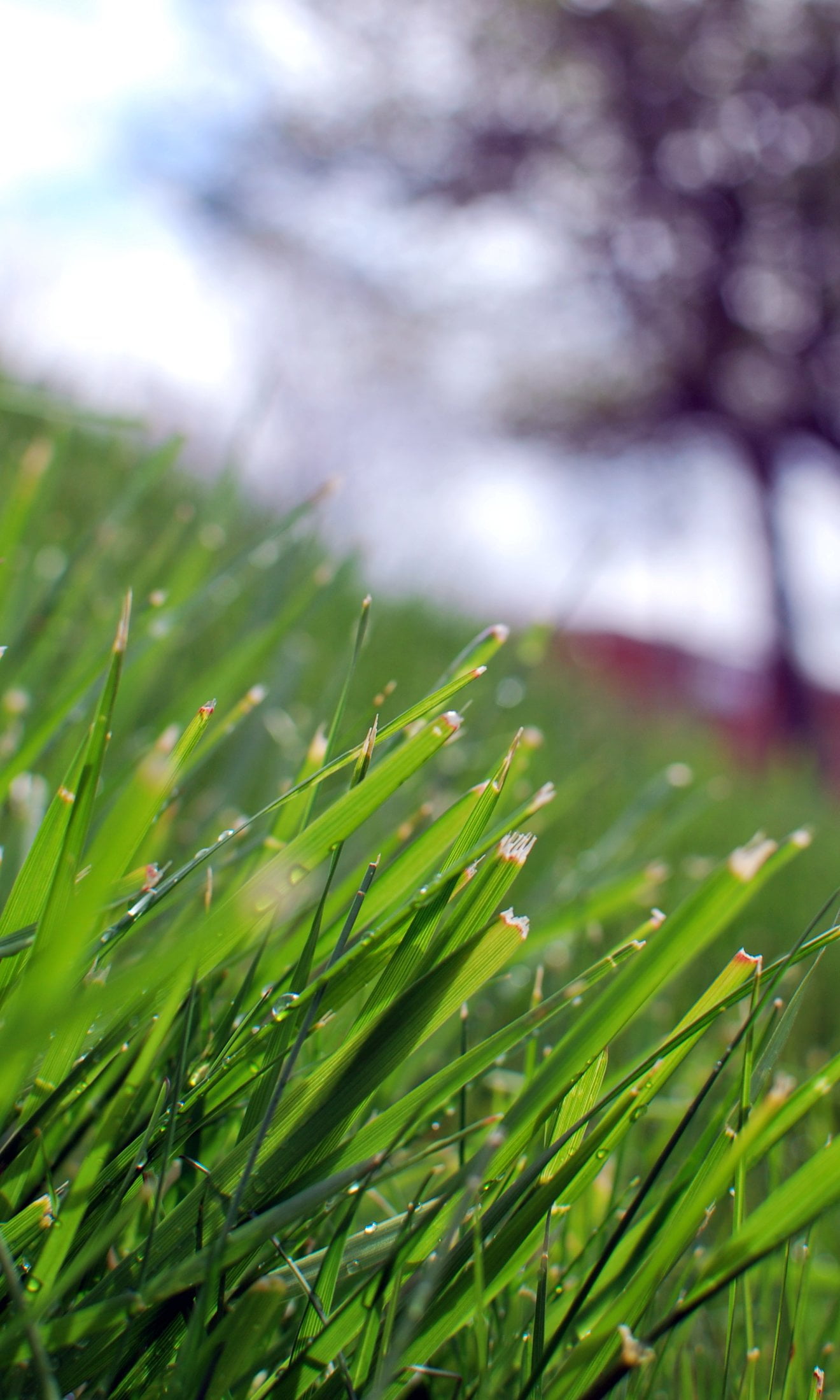 Canada, once a day, 1080P, Halifax  Nova Scotia, plant, May 5, photography, Bokeh, green, springtime, focus, meadow, green grass, freshness, outdoors, Phone HD Wallpaper
