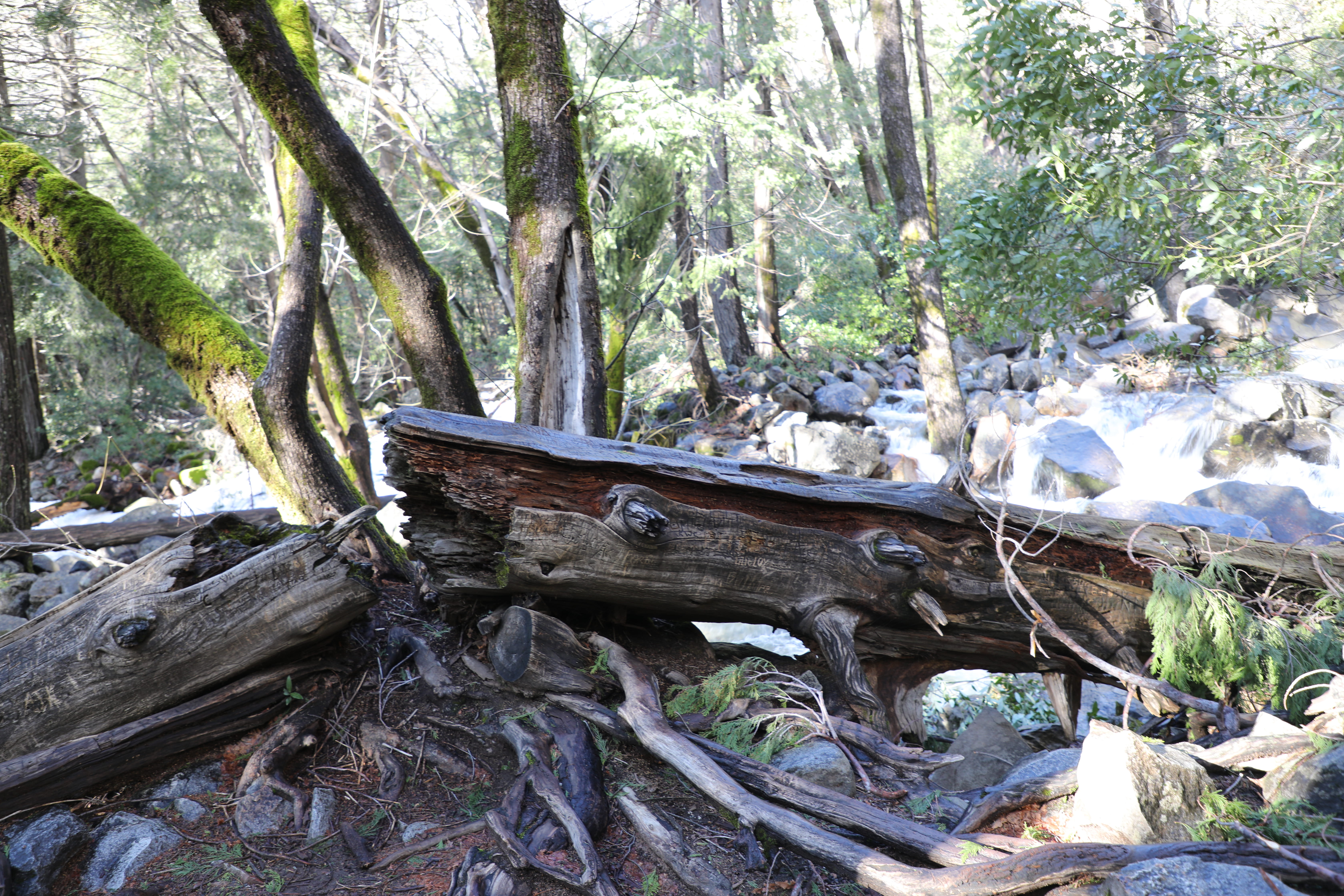 woodland, fallen tree, tranquil scene, trunk, paintball, plant, wood, 5K, yosemite, tranquility, vegetation, day, growth, root, forest, land, nature, trees, HD Wallpaper