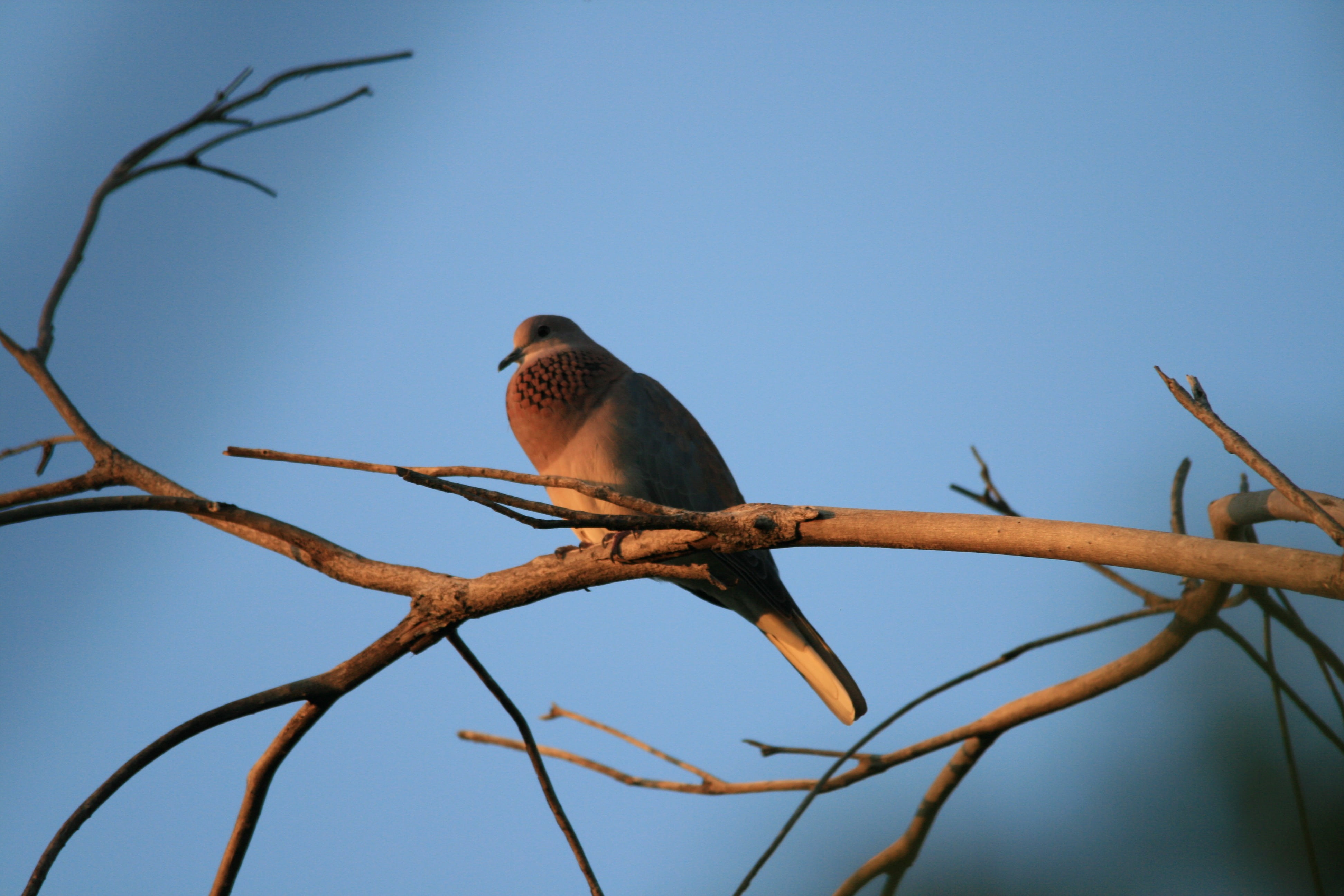 nature, animal wildlife, grey-mauve, perching neck, bird, animals in the wild, perching, puffed, low angle view, animal themes, branch, vertebrate, sky, HD Wallpaper