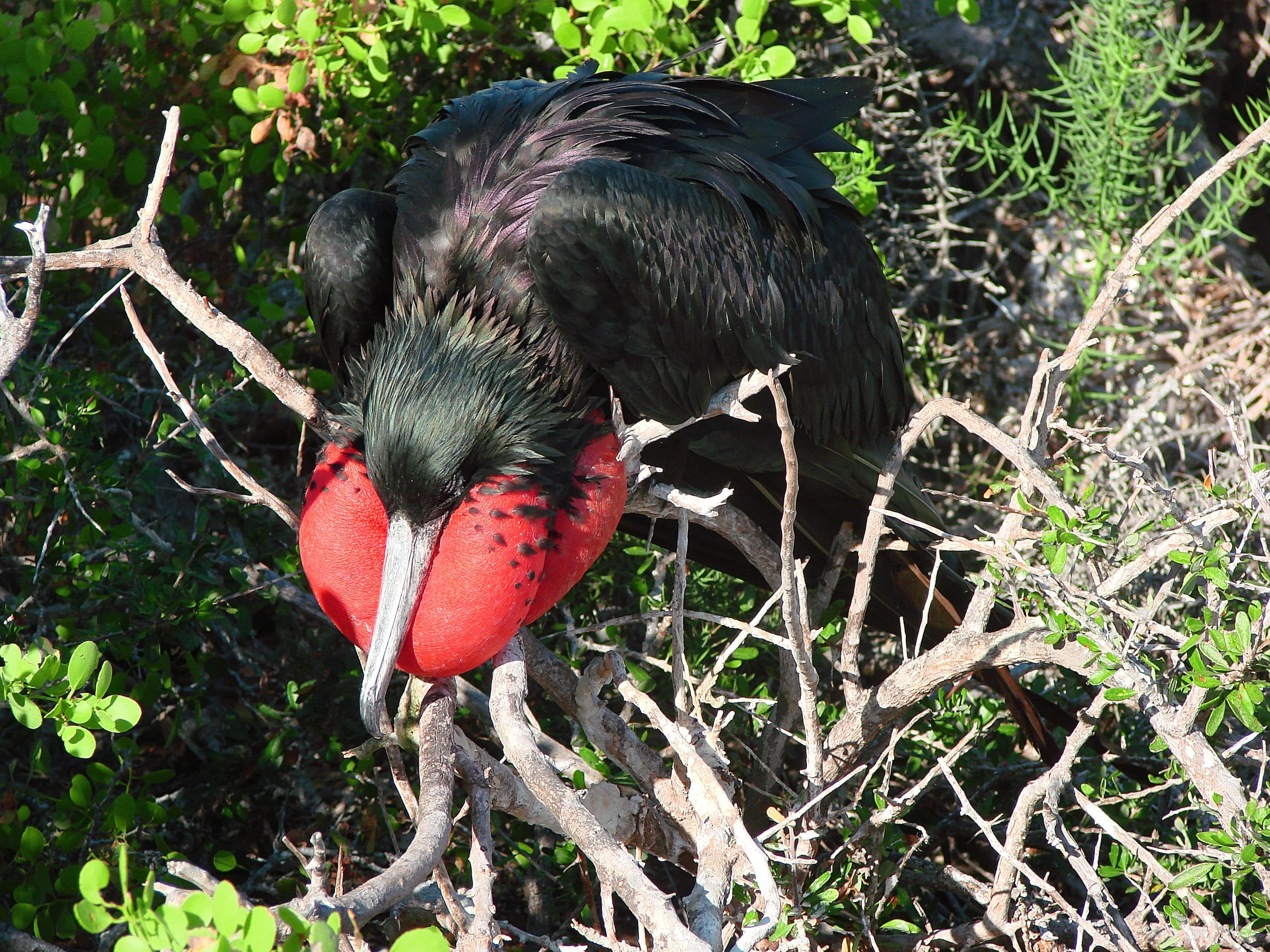 tree, Bird, perching, 2K, plant, Seabird, Frigatebird, land, day, red, beak, vertebrate, close-up, puffed up, animal themes, hornbill, no people, black color, HD Wallpaper