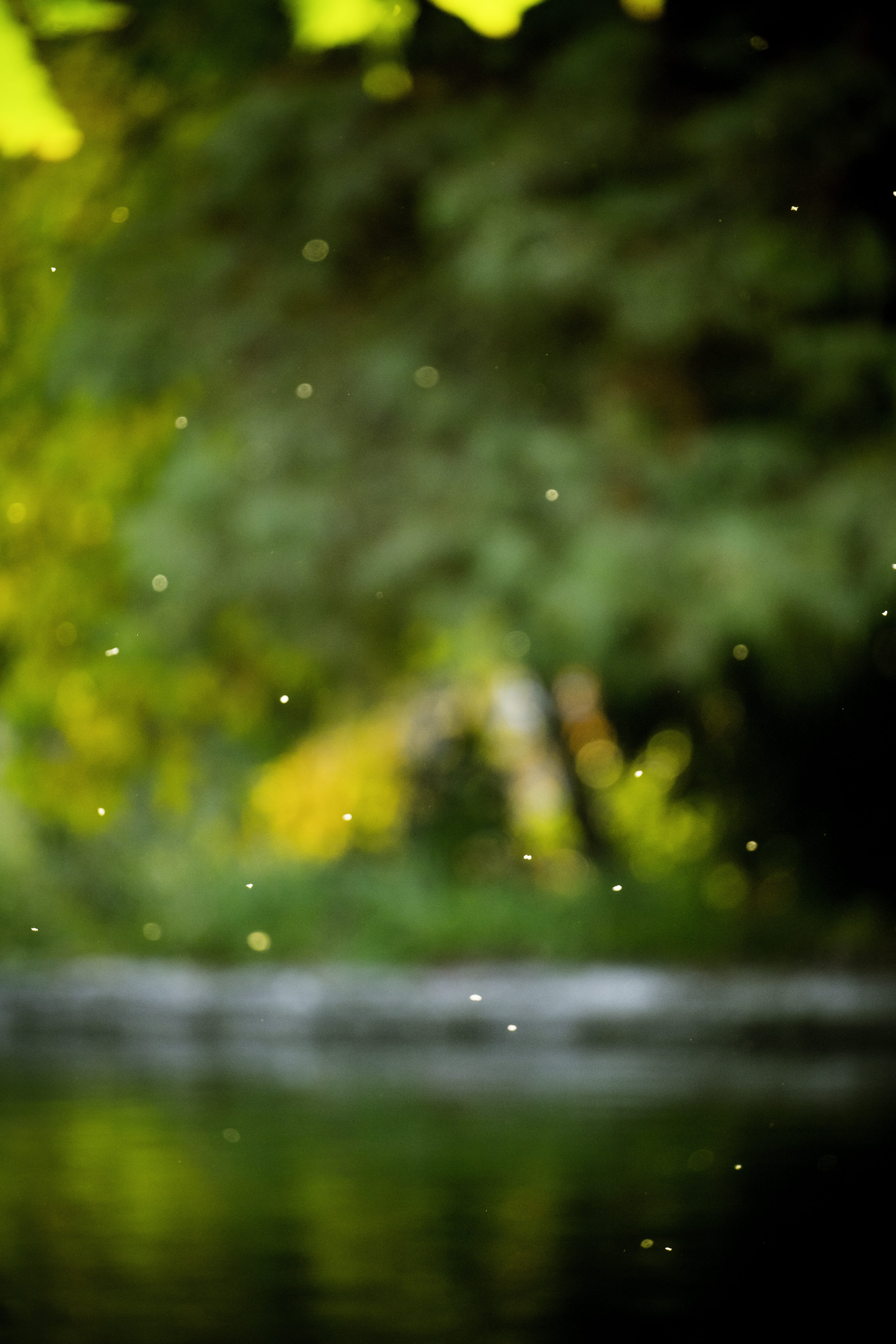 silk, transparent, motion, outdoors, nature, close-up, photography, plant, sunset, purity, leaves, day, bookeh, sun, lake, selective focus, puf, gold, wet, Phone HD Wallpaper