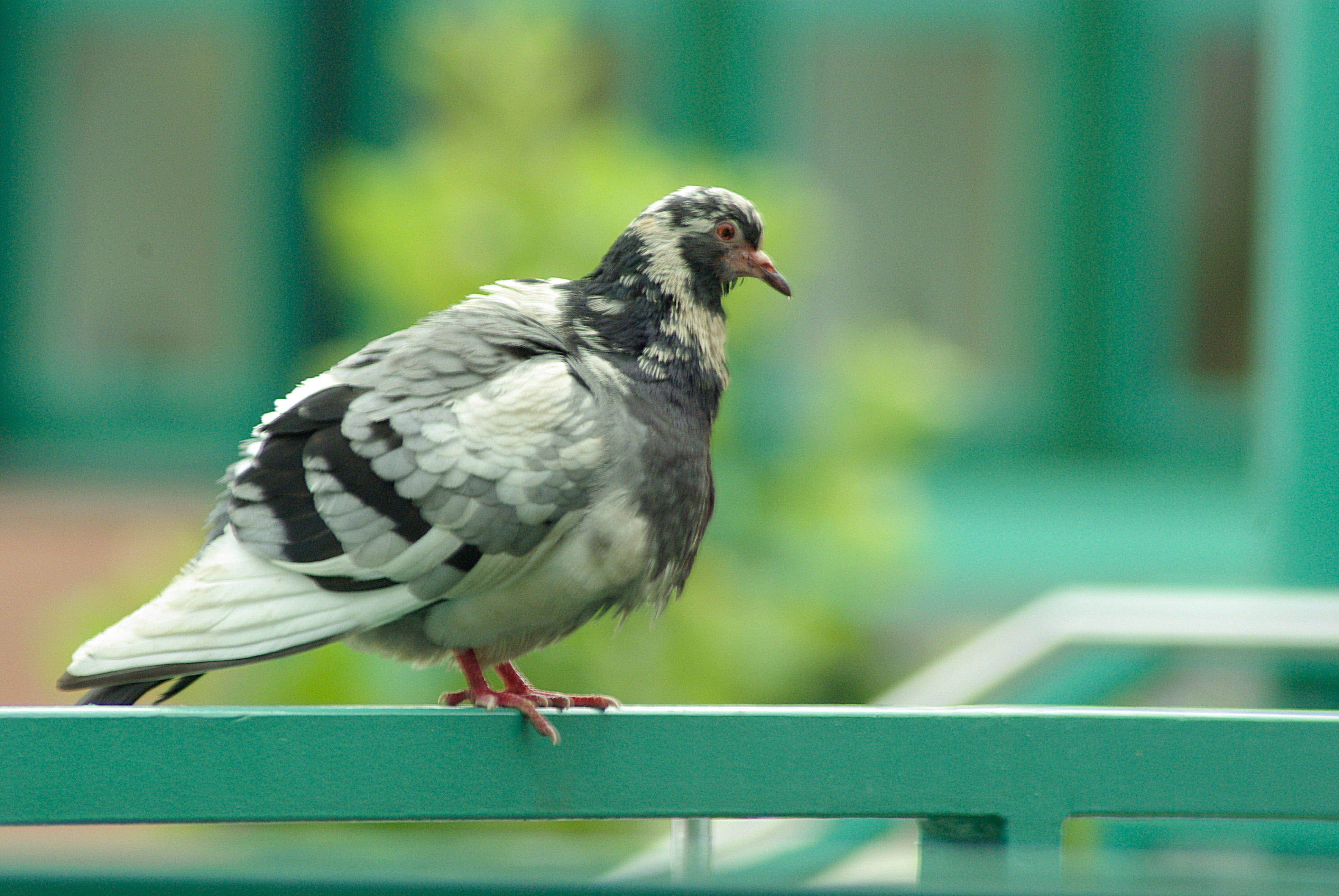 perching, animal, focus on foreground, wood - material, no people, profile view, close-up, sitting, outdoors, 4K, day, nature, pigeon, sparrow, animals in the wild, HD Wallpaper