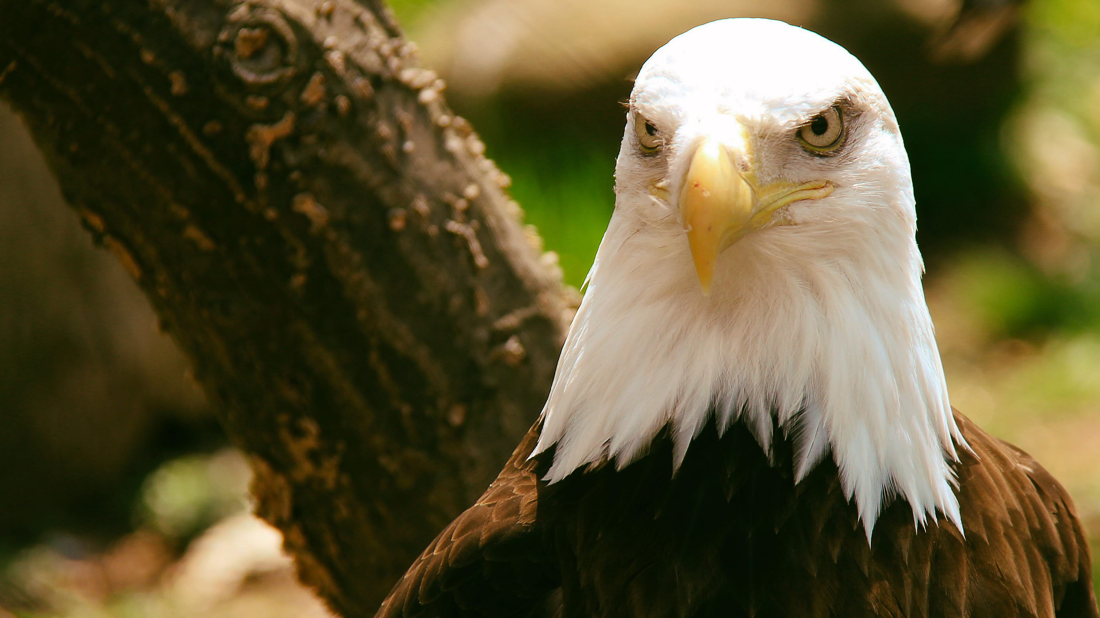 forest, white, tree, 4K, one animal, united states, nature, eagle - bird, animal, day, animal body part, animals in the wild, bird, eagle, animal themes, HD Wallpaper