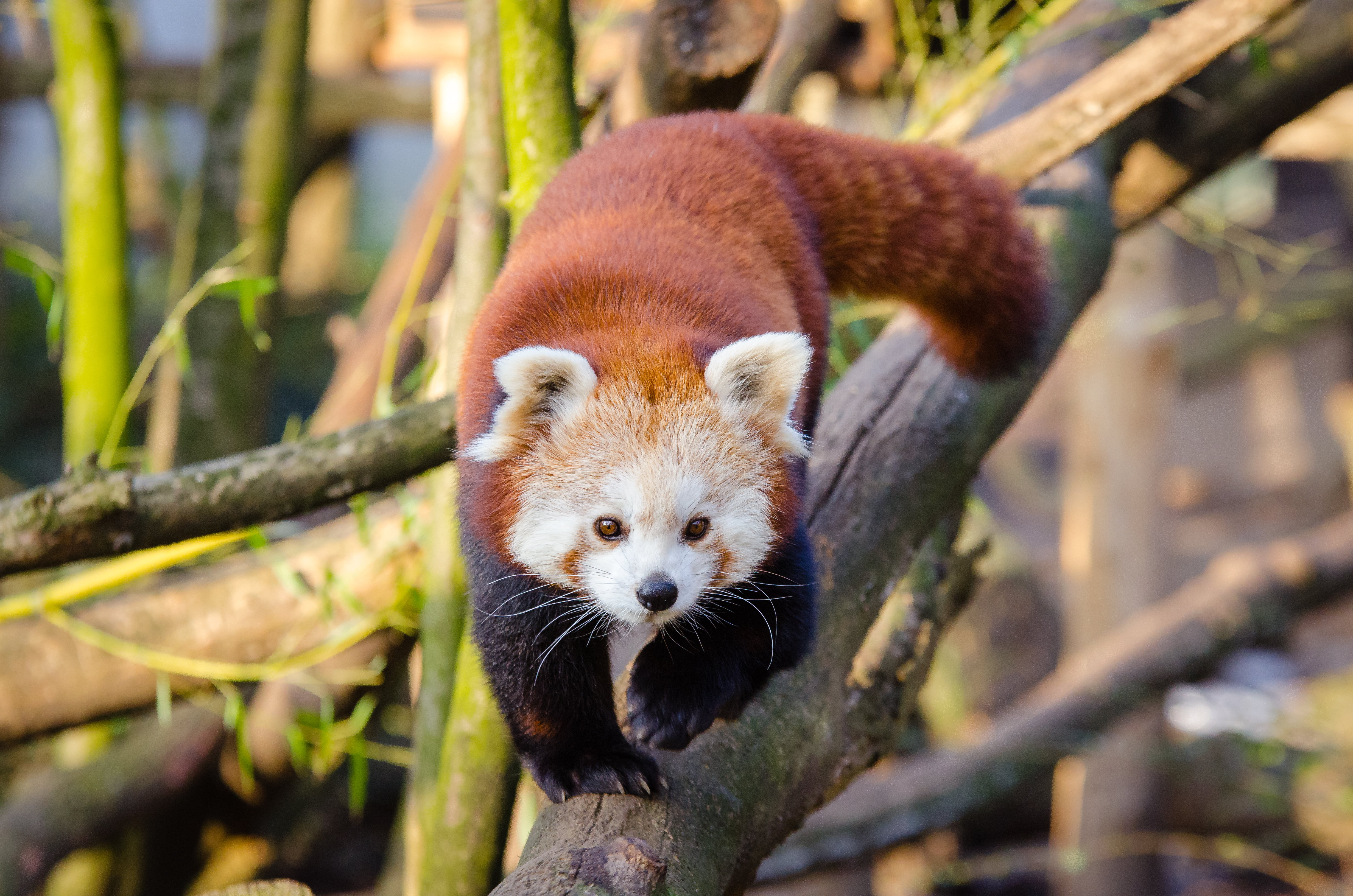 vertebrate, endangered Species, forest, focus on foreground, lesser panda, bear, china - East Asia, branch, wildlife, animal wildlife, bamboo - plant, animal head, HD Wallpaper