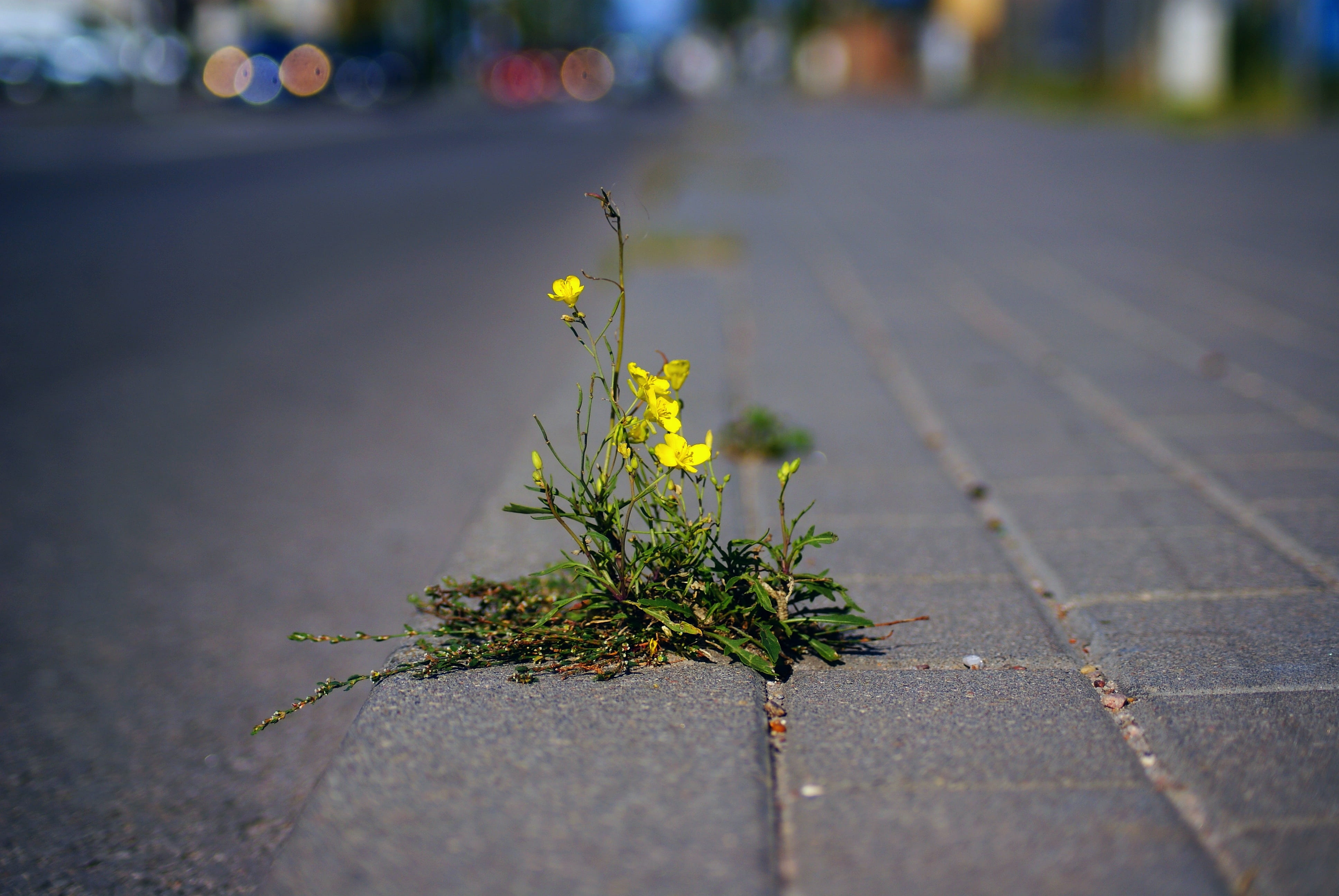 weed, nature, vulnerability, street, day, focus on foreground, close-up, beauty in nature, plant, outdoors, plant pioneer, no people, footpath, loneliness, HD Wallpaper
