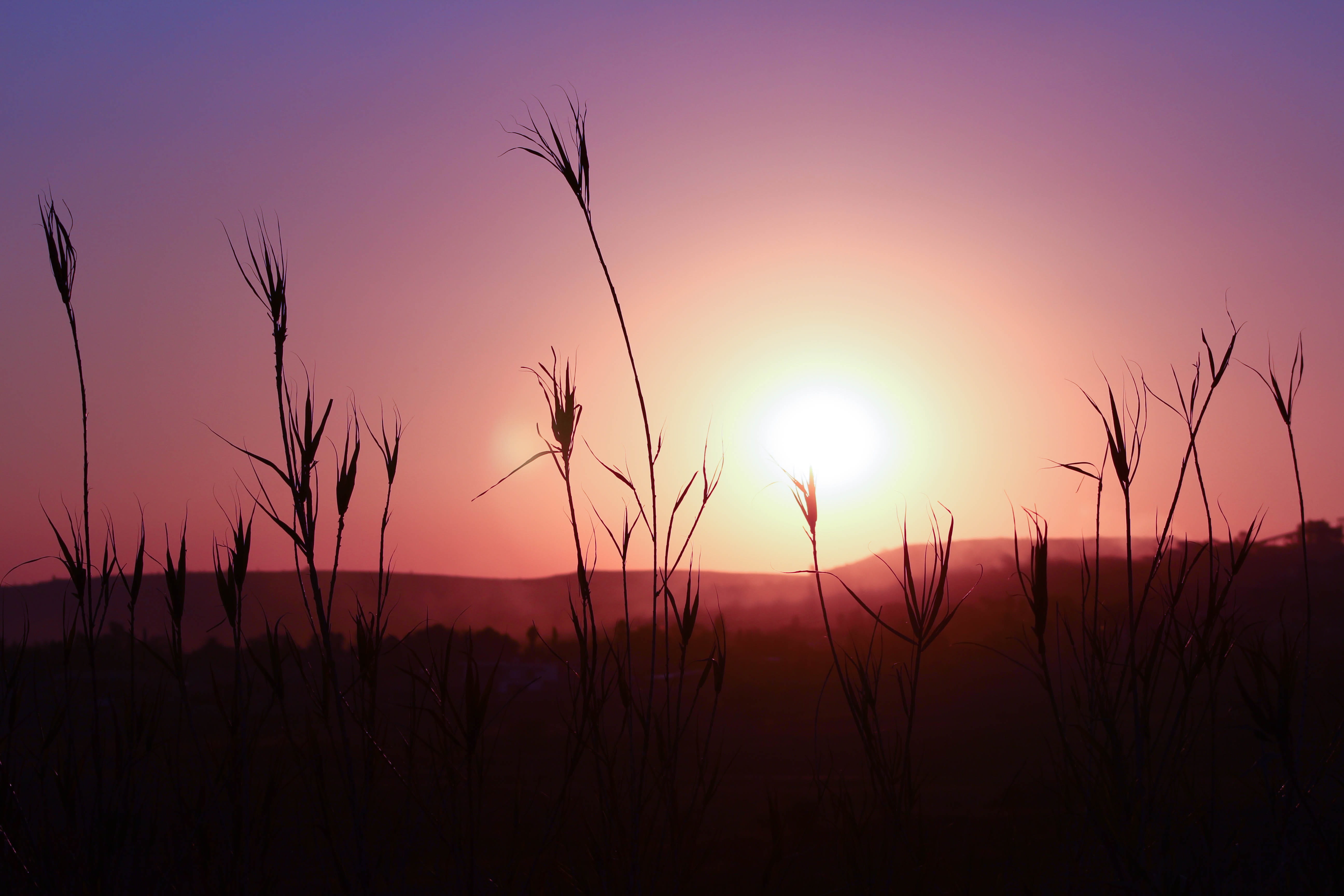 south africa, gauteng, colour, scenics - nature, lens flare, pretoria, sun, bright, beauty in nature, 5K, purple, no people, land, silhouette, romantic sky, HD Wallpaper