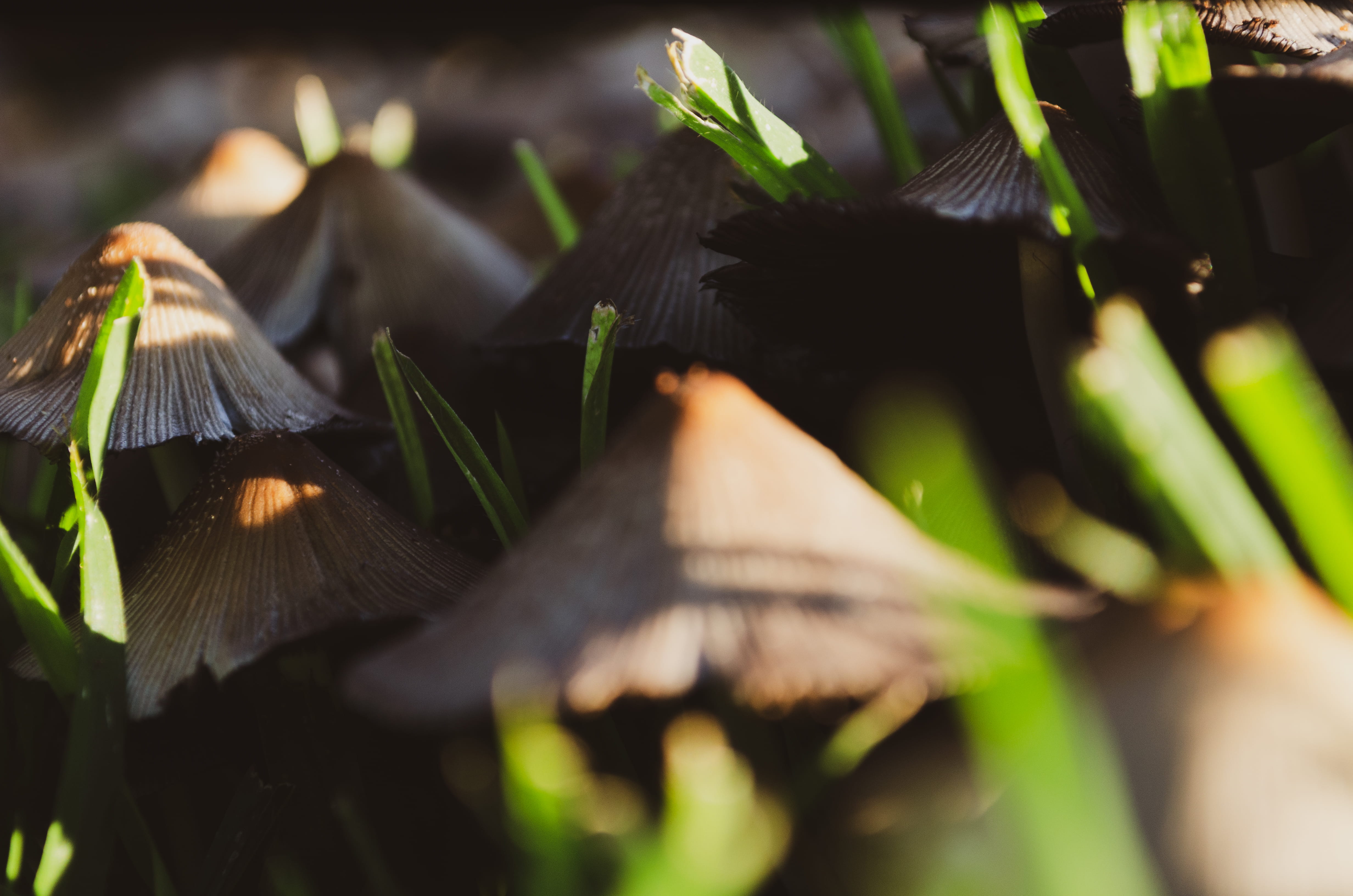 leaf, mushrooms, grass, food, pretoria, sunlight, 4K, south africa, freshness, food and drink, green color, plant part, growth, outdoors, green, plant, HD Wallpaper