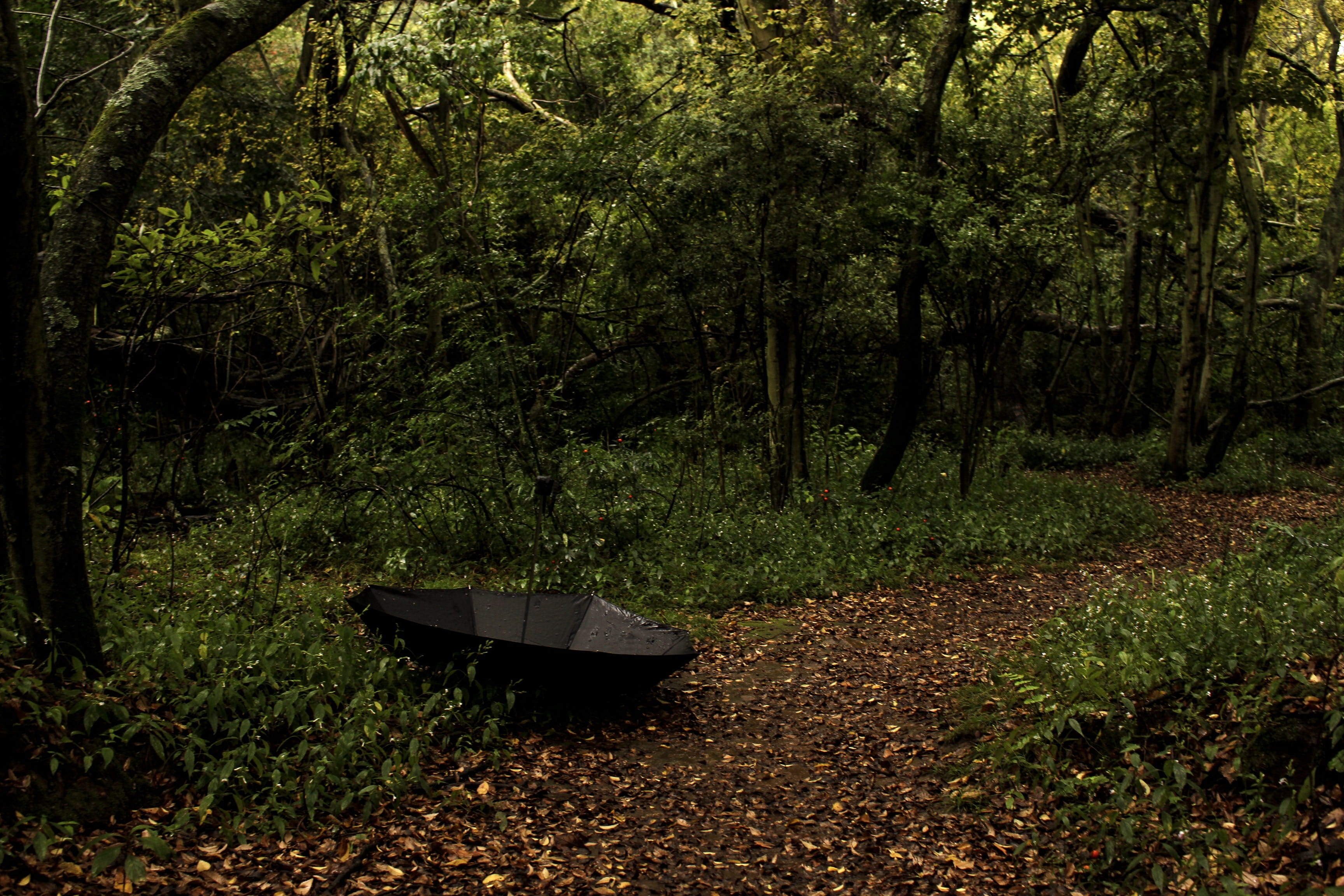 rainy, greenery, water, explore, droplets, nature, environment, beauty in nature, woodland, plants, photography, dark, south africa, green color, rademeyers, HD Wallpaper