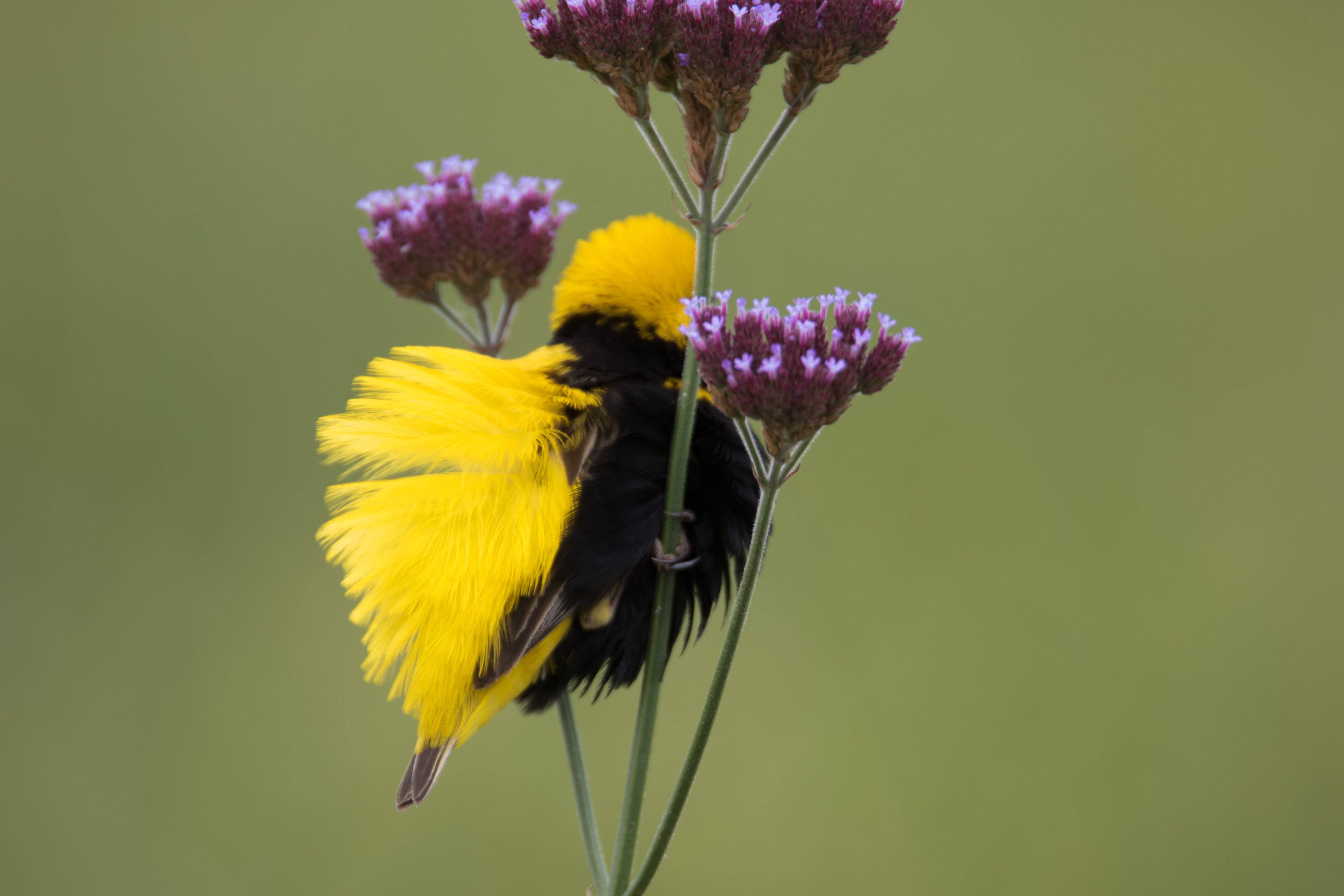 nature, vertebrate, plant, bird, close-up, inflorescence, animal wildlife, pollination, pretoria, vulnerability, purple, beauty in nature, outdoors, animal themes, HD Wallpaper