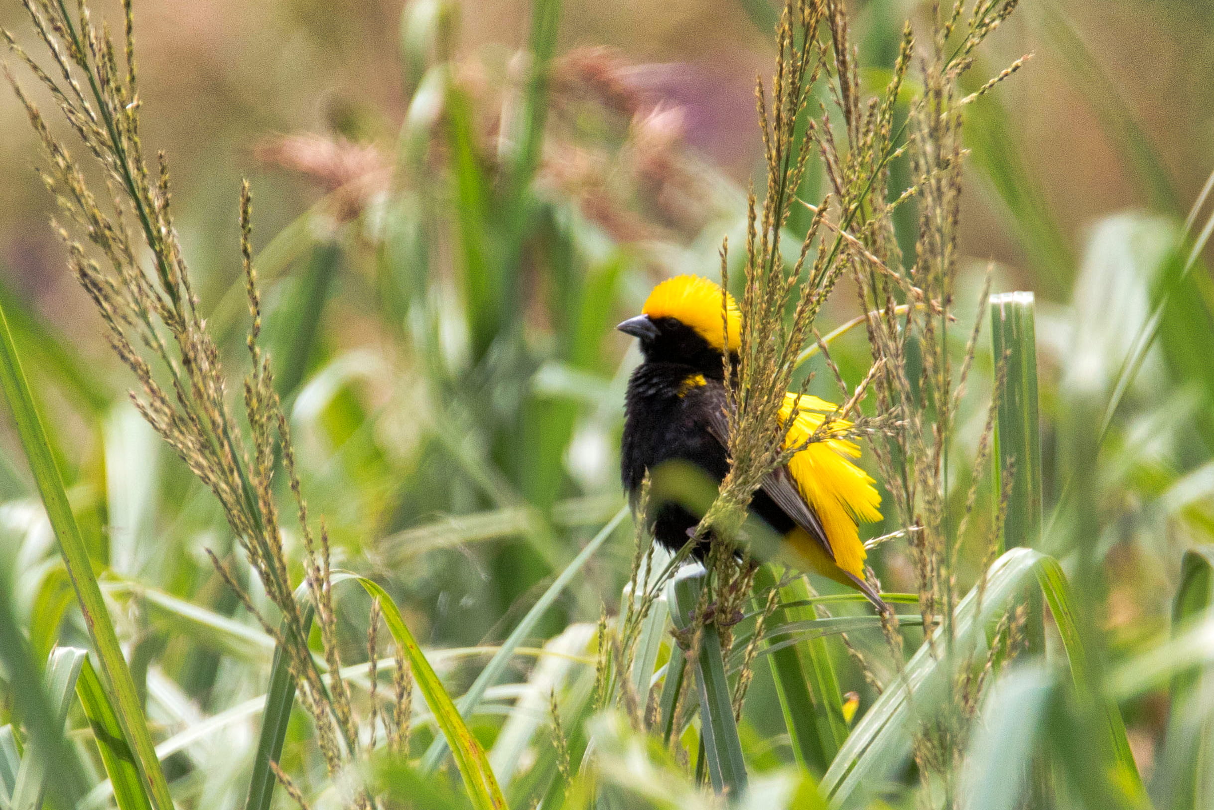 plant, animal wildlife, rietvlei nature reserve, nature, yellow, green color, land, pretoria, animal, animals in the wild, 1080P, grass, perching, selective focus, HD Wallpaper