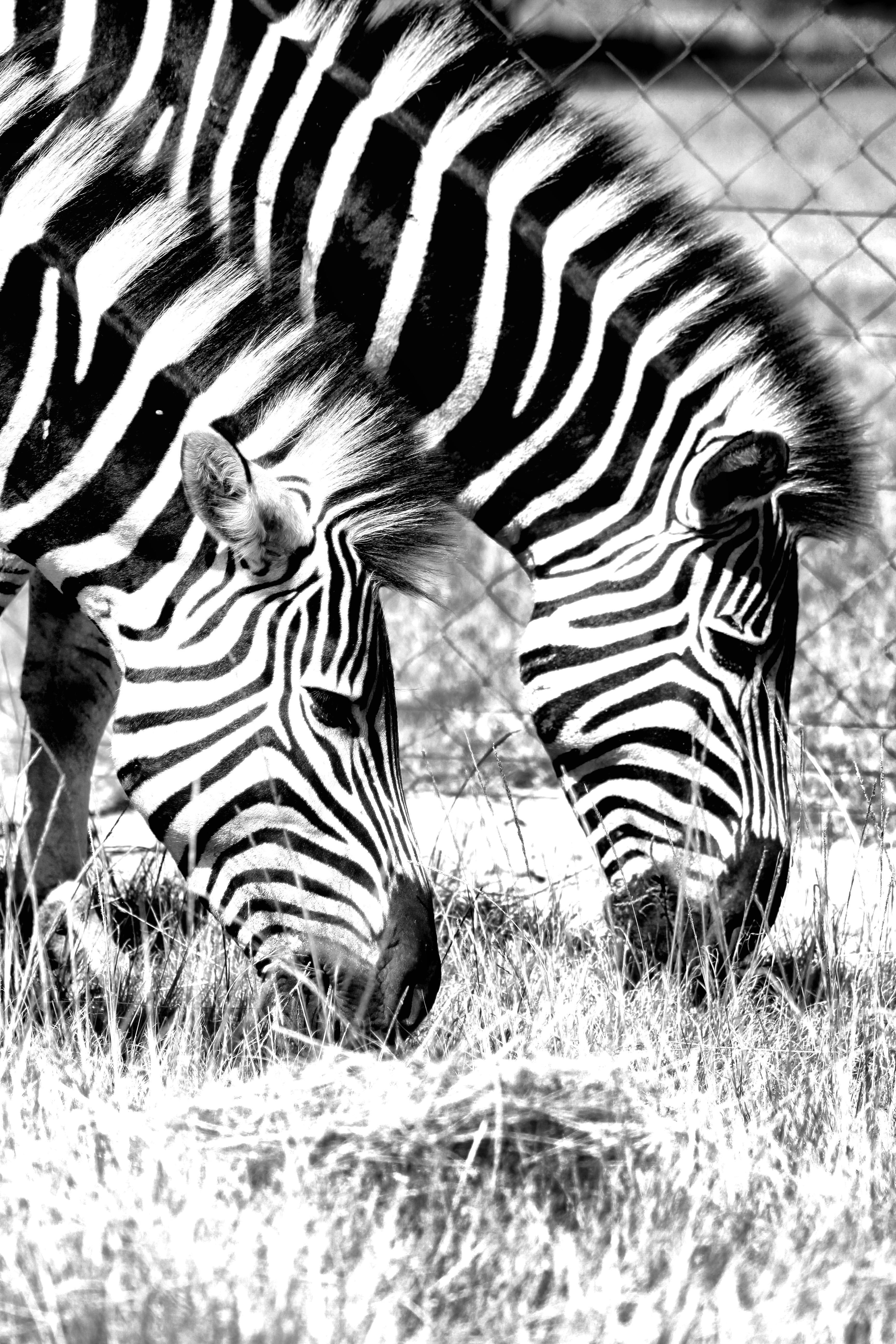 striped, field, animals, animal, grass, pretoria, land, animal wildlife, two animals, 5K, day, grazing, rietvleidam, plant, nature, no people, animals in the wild, Phone HD Wallpaper