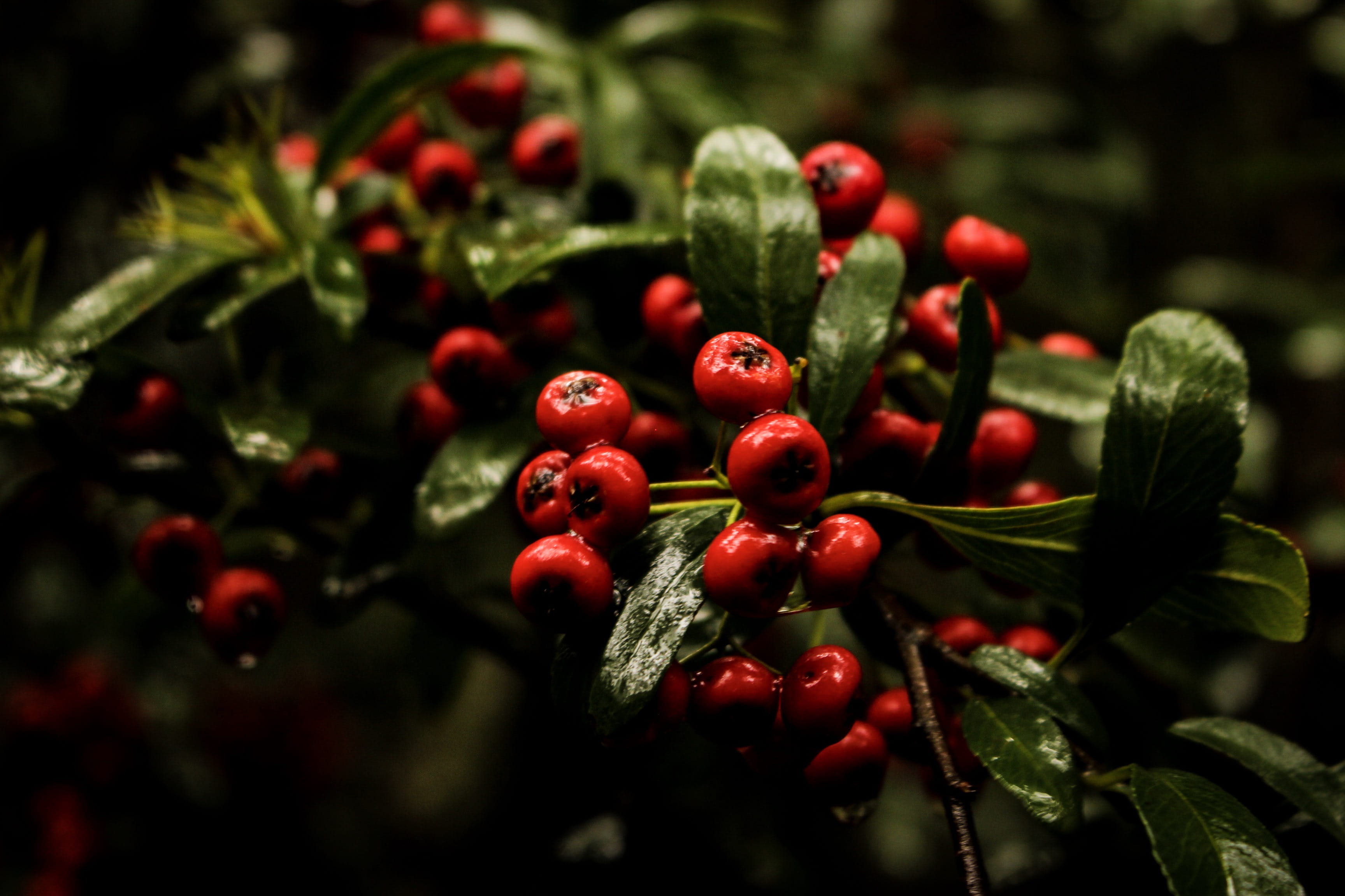 close-up, photography, rowanberry, rainy, day, plants, 2K, misty, no people, dark, ripe, fruit, beauty in nature, food, outdoors, wet, growth, sister, HD Wallpaper