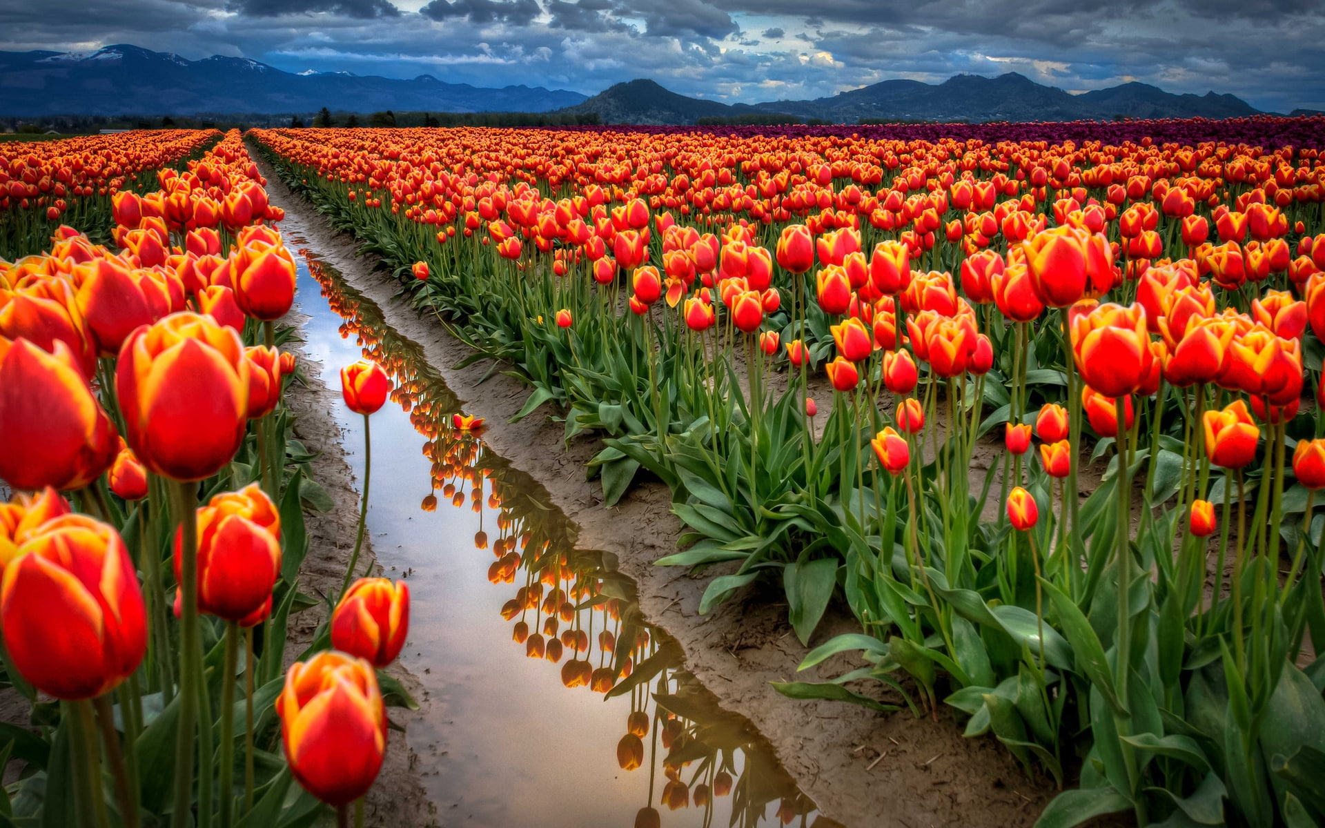 red, tulips, background, 1080P, around, landscape, yellow, clouds, tulip, field, HD Wallpaper