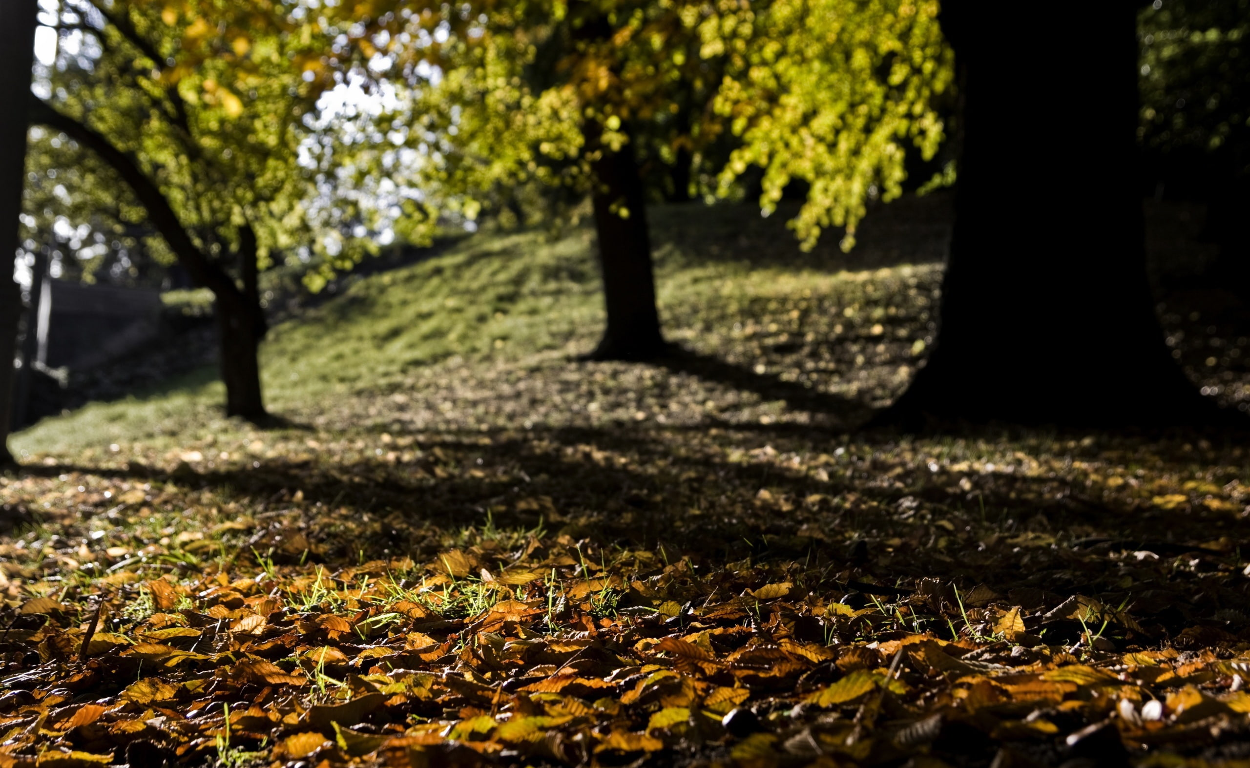 2K, Around, Nature, Fall, Landscape, HD Wallpaper