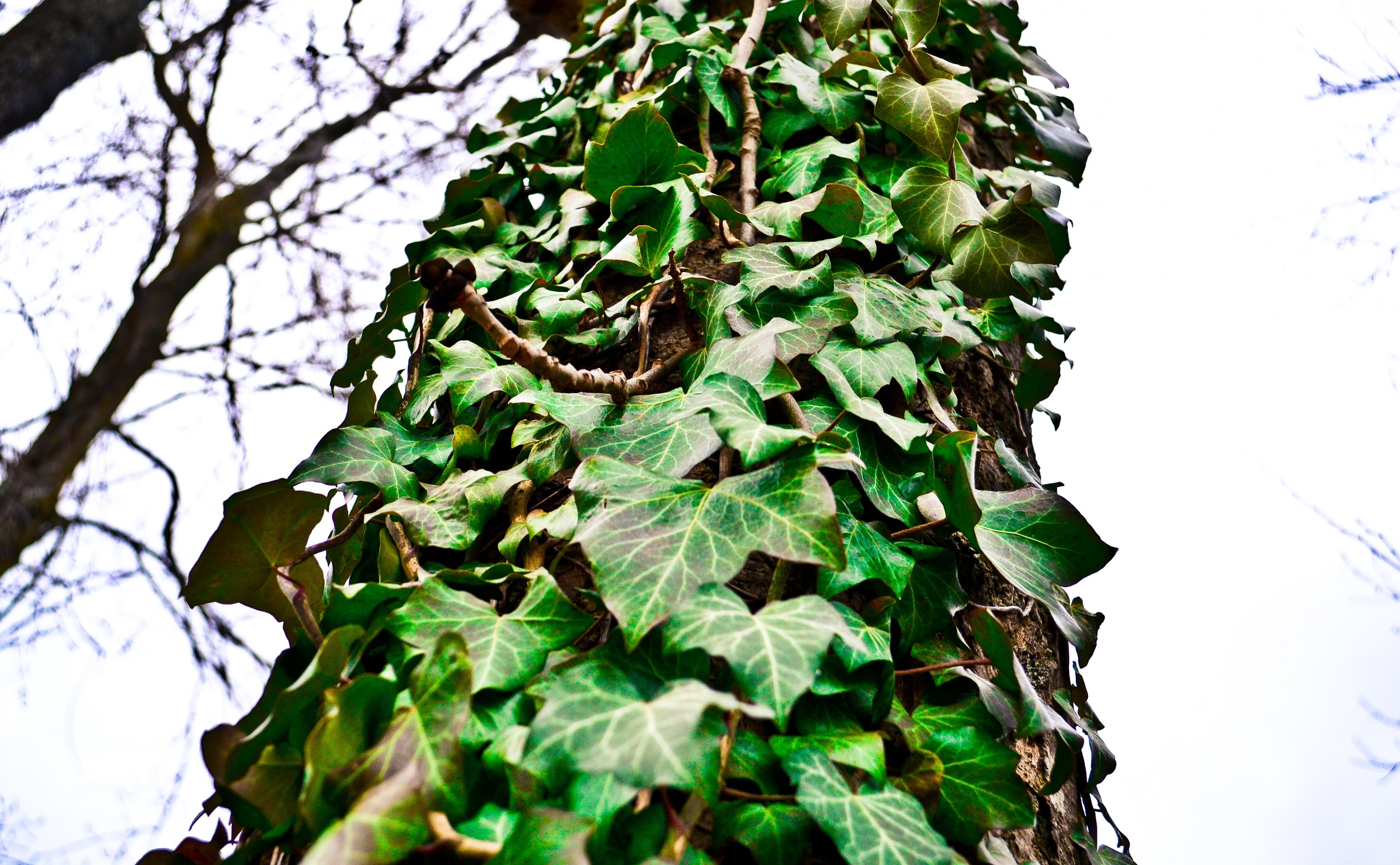 outdoors, Trees, clear sky, sky, beauty in nature, nature, leaf, plant part, growth, close-up, day, tranquility, green color, Macro, ivy, tree, branch, HD Wallpaper