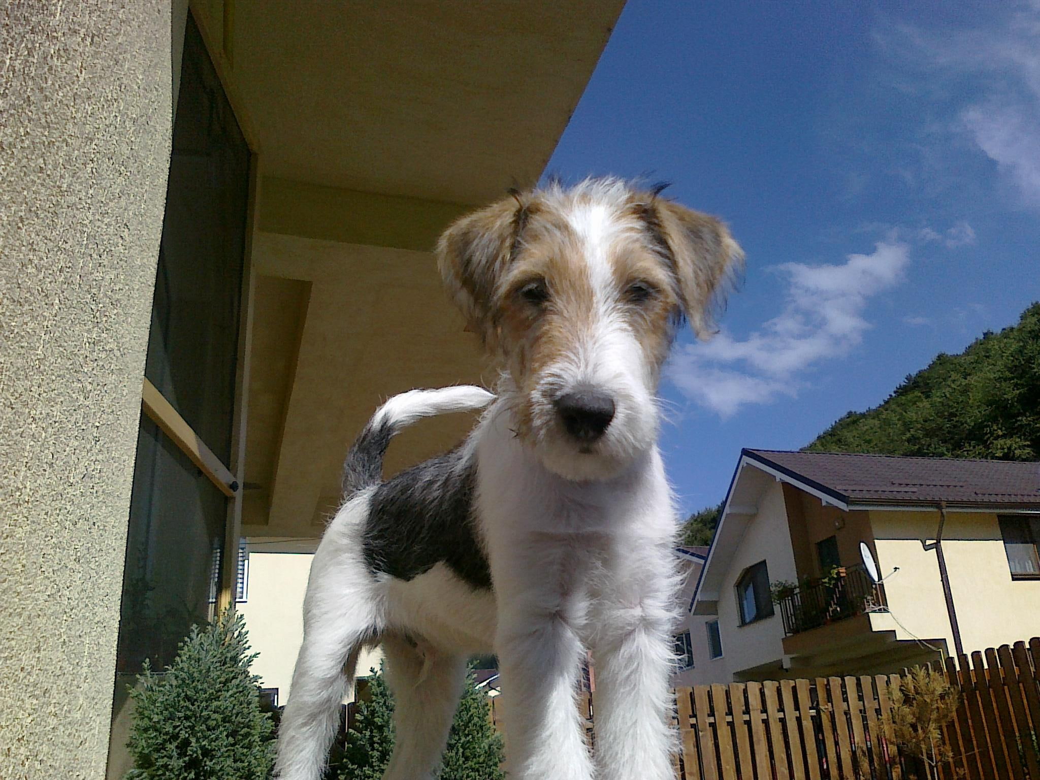 best, terrier, meet, milo, 1080P, animals, cute, adorable, happy, HD Wallpaper