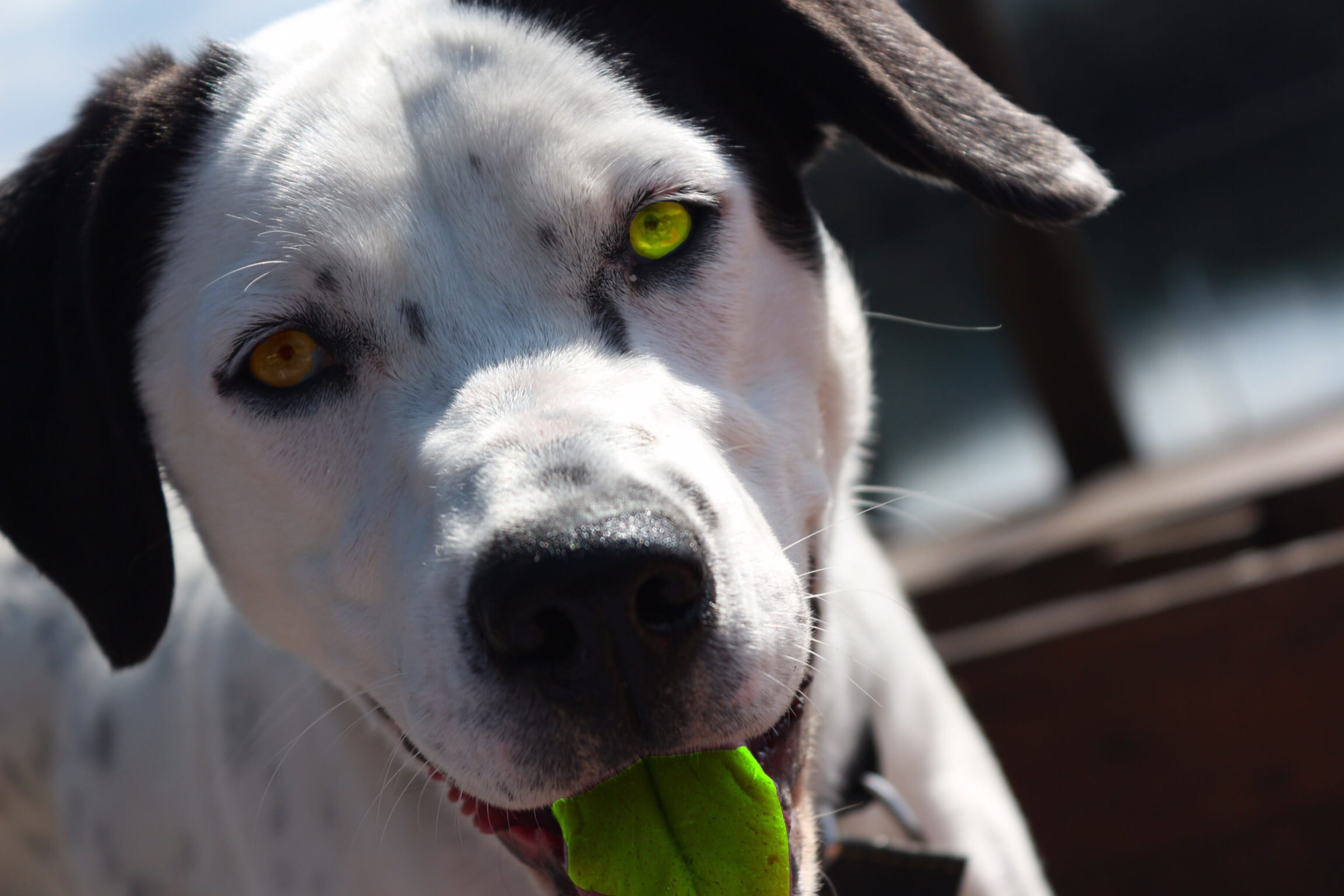 dog, canine, The Mask, monster, domestic, animal head, domestic animals, animal body part, outdoors, Dog, animal eye, pets, looking, animal mouth, no people, HD Wallpaper