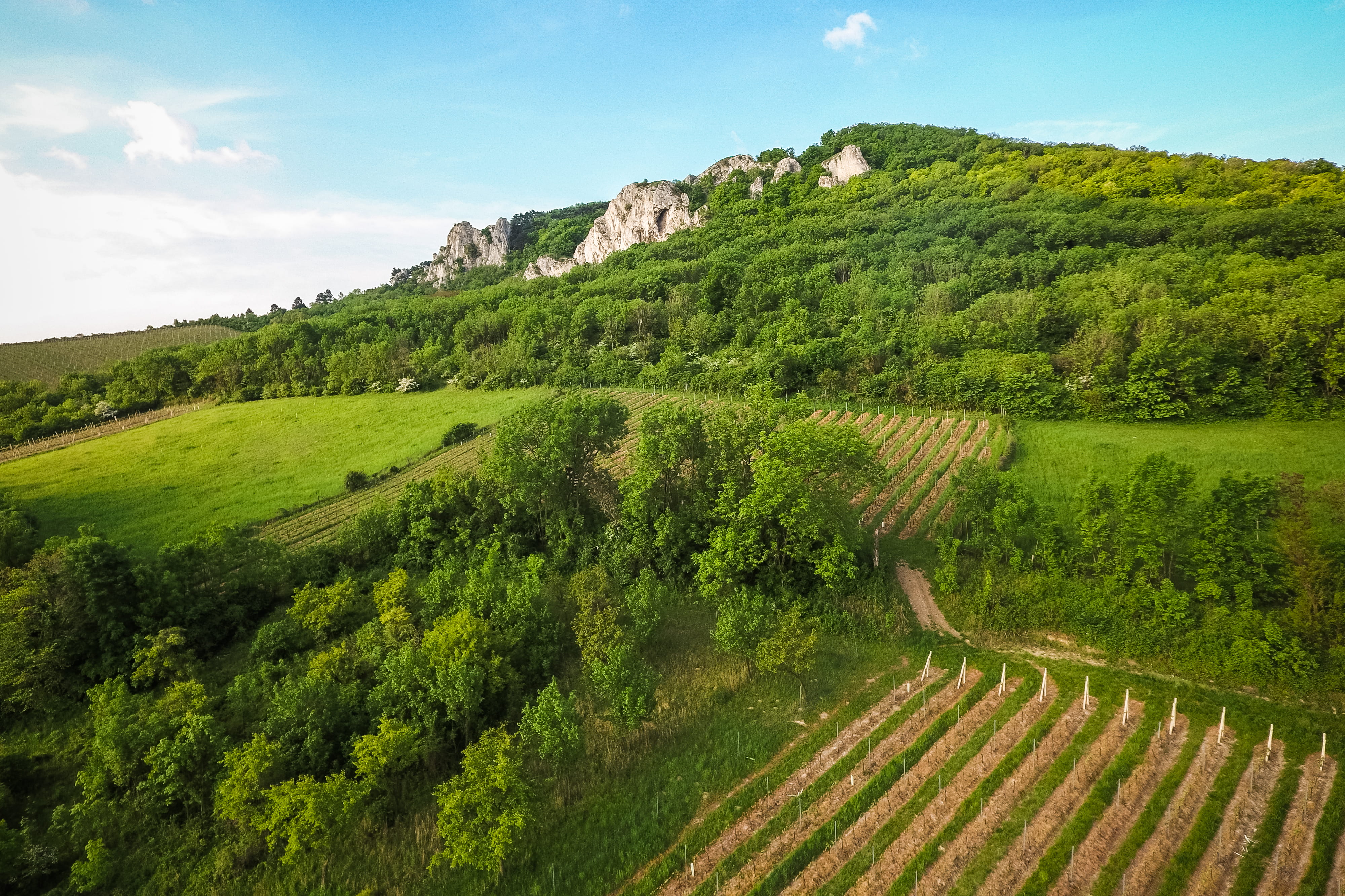 no People, tranquil scene, Vineyard, woods, landscaped, wine, agriculture, environment, non-Urban Scene, green Color, growth, summer, beauty in nature, HD Wallpaper