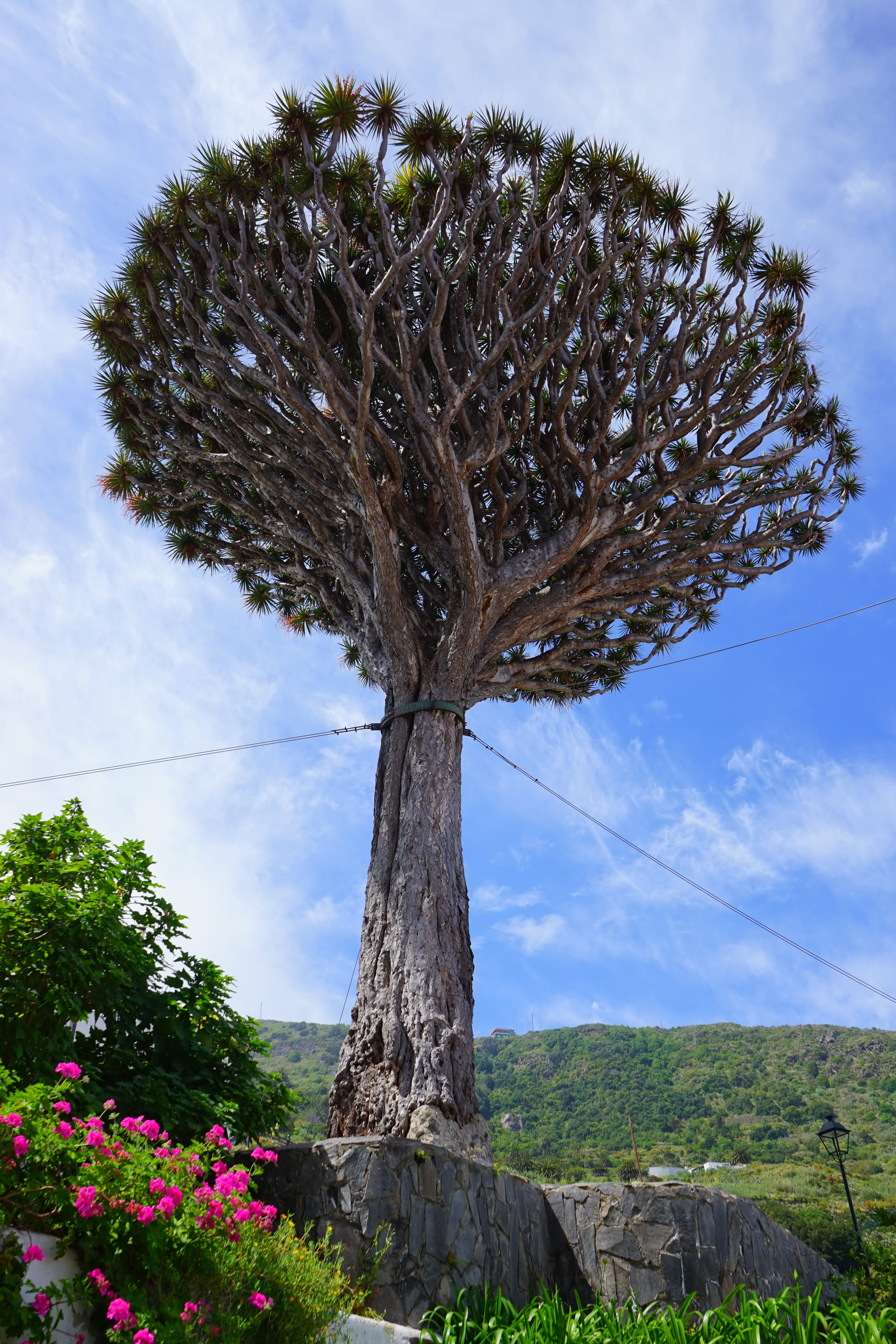 Support, dracaena, Dragon Tree, flower, low angle view, dragon, outdoors, tenerife, no people, pods, asparagus plant, trunk, natural monument, day, tranquility, Phone HD Wallpaper