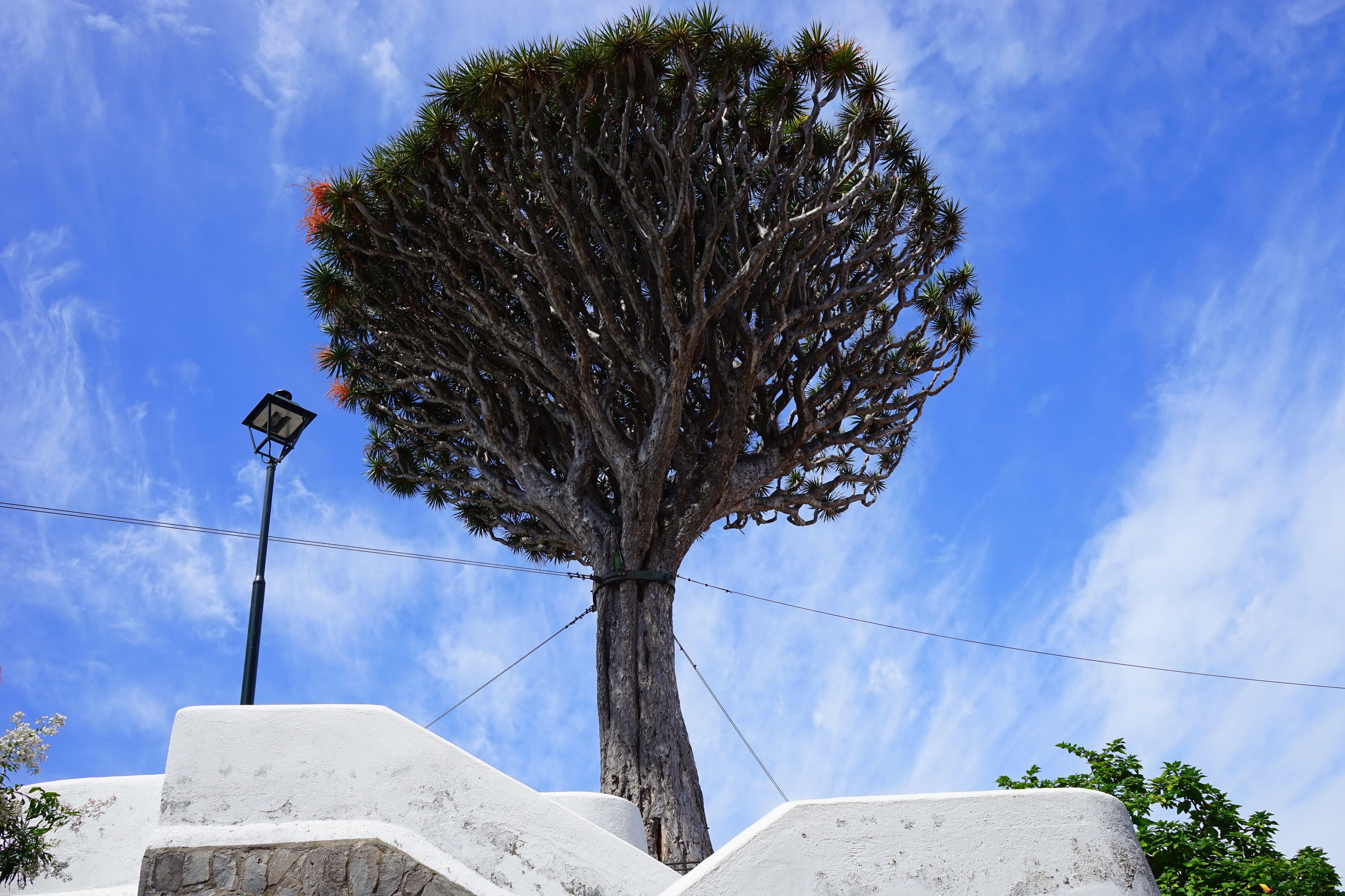 beauty in nature, canary islands, dracaena, nature, blue, cloud - sky, icod de los vinos, no people, tenerife, outdoors, branch, day, places of interest, HD Wallpaper