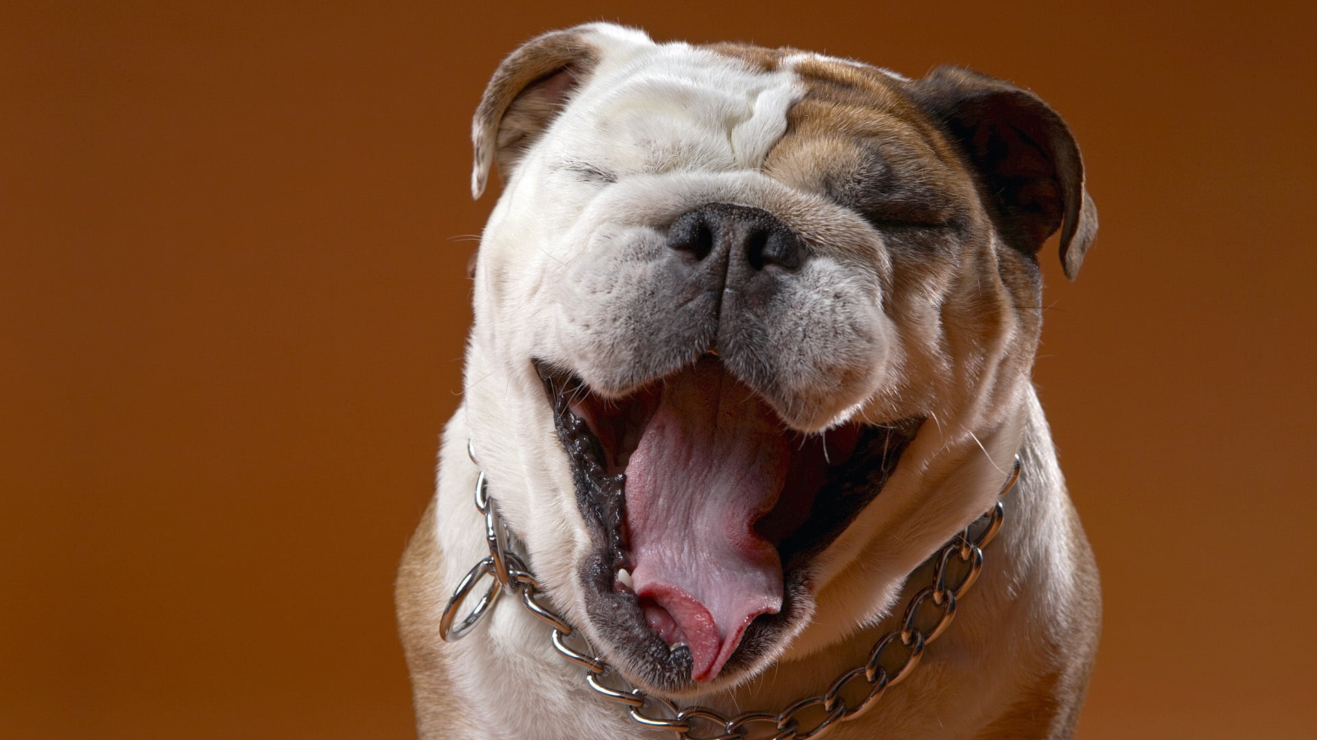 dog, animal mouth, looking, one Animal, close-up, 1080P, mouth open, studio Shot, no People, mastiff, animal themes, mammal, domestic, english, vertebrate, HD Wallpaper