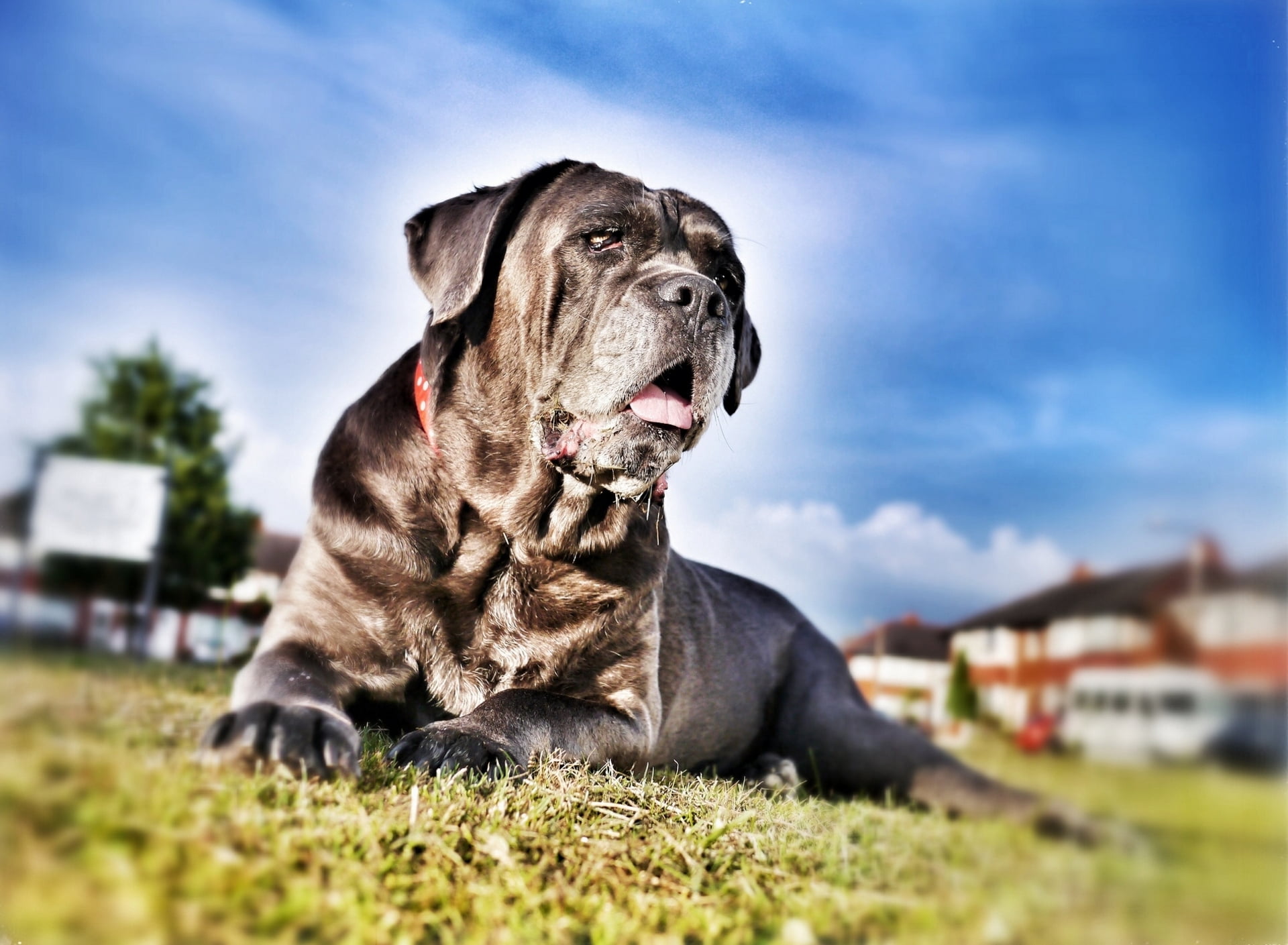 friendship, cane corso, selective focus, animals And Pets, domestic, grass, gray, adult, looking, face, cloud - sky, neapolitan, domestic Animals, one Animal, HD Wallpaper