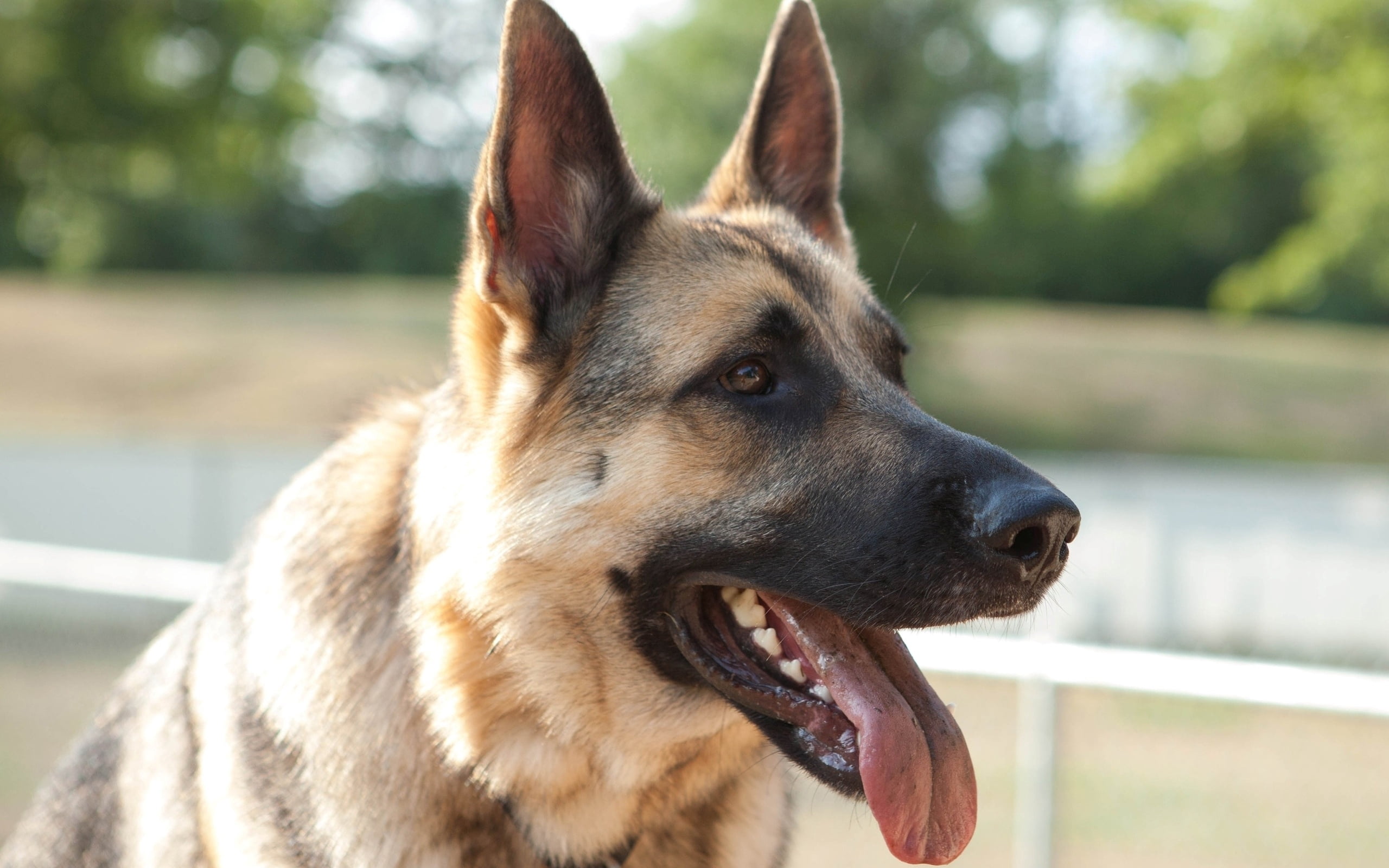 guard Dog, mammal, animal mouth, canine, adult, brown, shepherd, snout, animal themes, looking, facial expression, black, black Color, close-up, panting, HD Wallpaper
