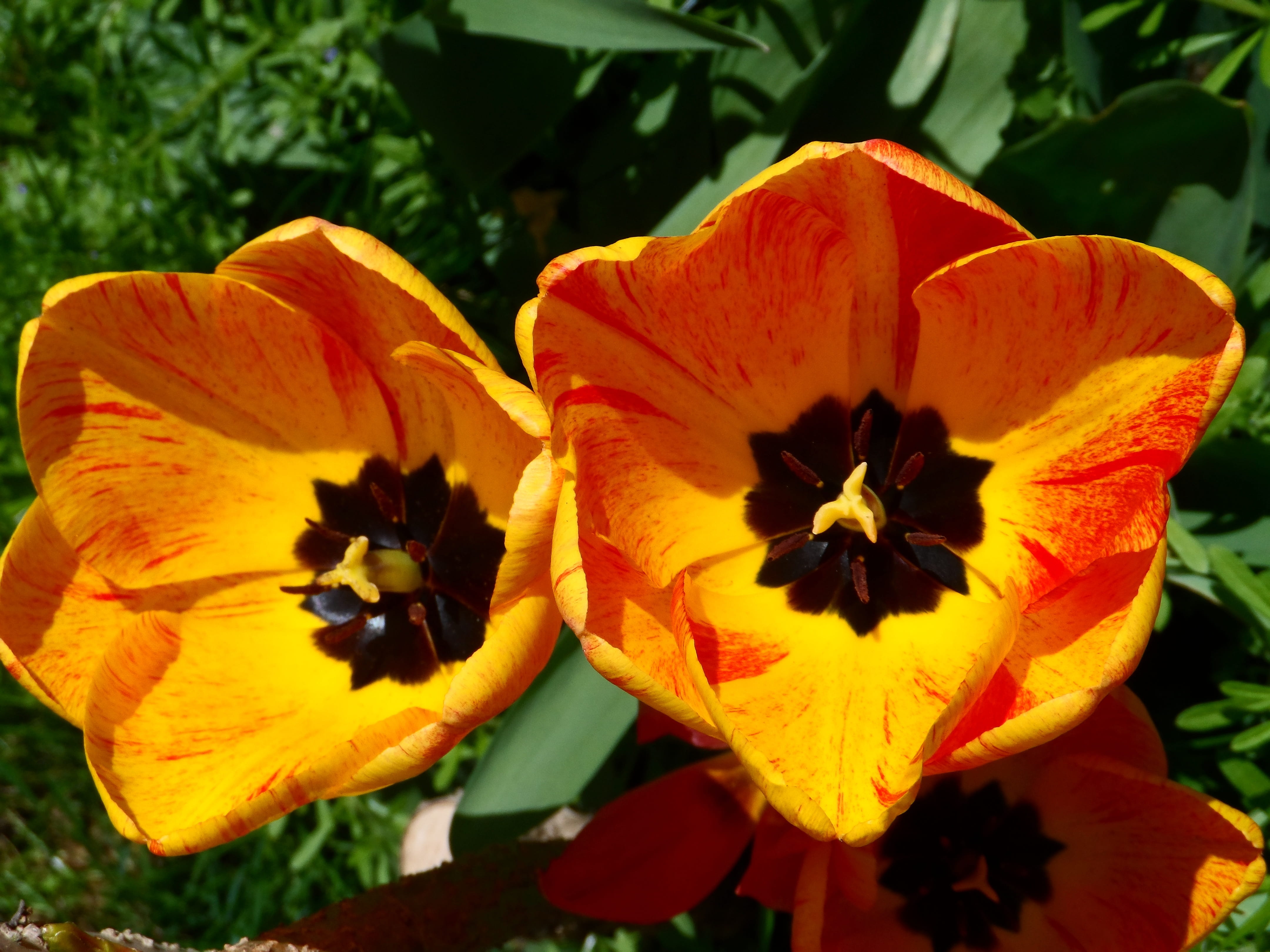 schnittblume, Blossom, gaudy, tulipa, flower, smell, flower head, nature, fragrance, stamp, cauliflower, spring, freshness, close, green stuff, strong, HD Wallpaper