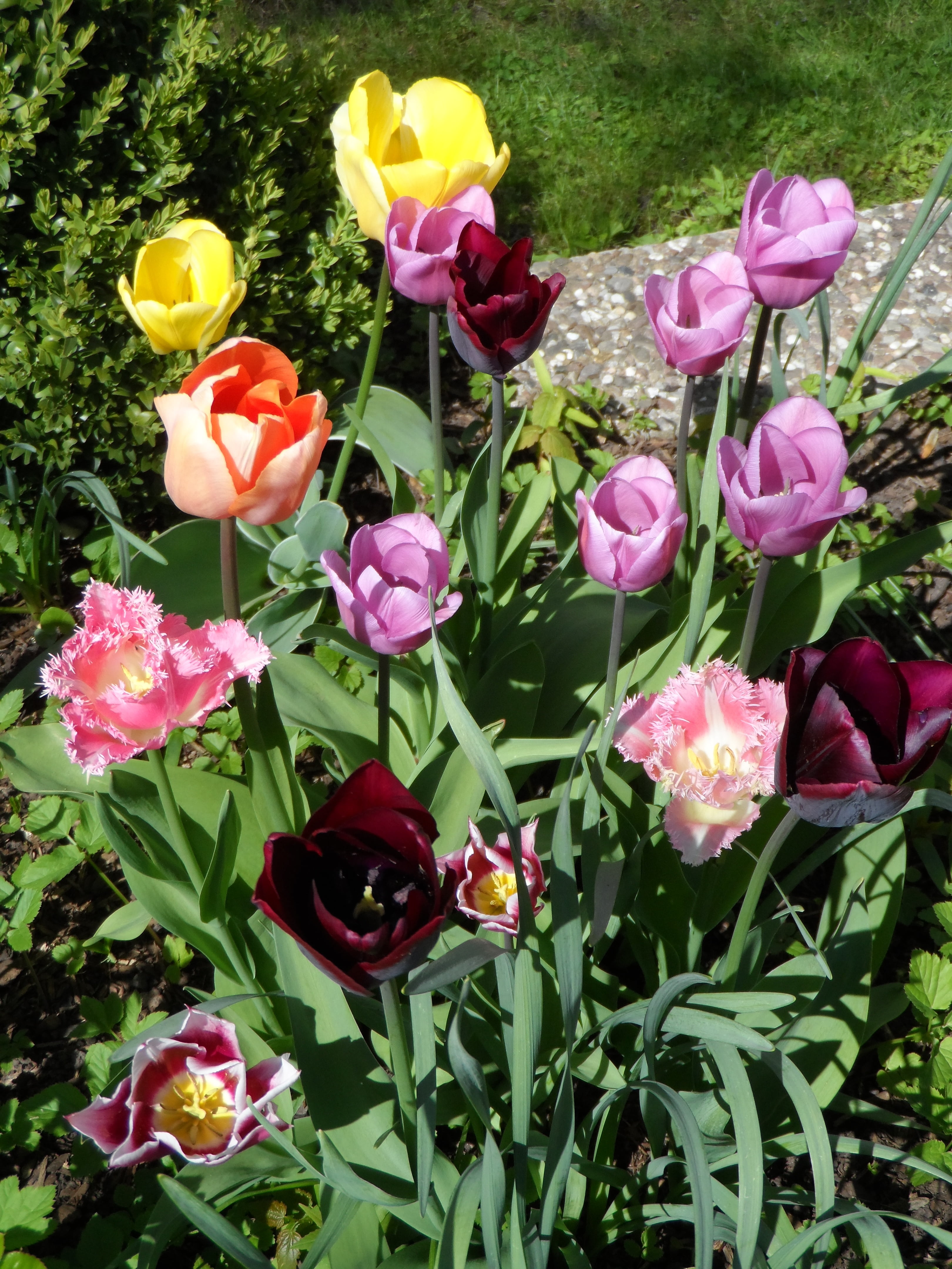 mouth guard, inflorescence, summer, parrot tulip, bloom, lily-like, spring awakening, pistil, color, spring, red, bunch of flowers, pink color, close-up, Phone HD Wallpaper