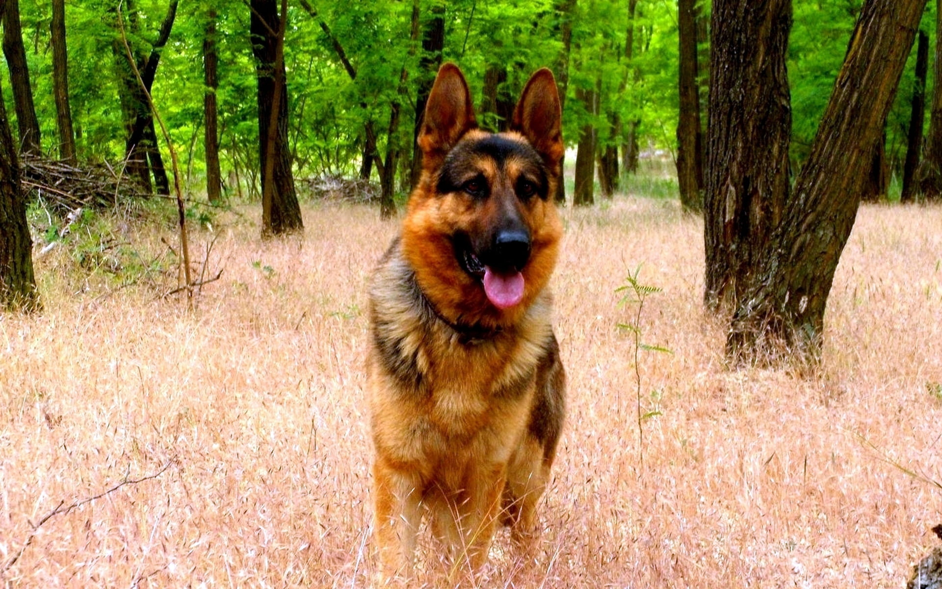GERMAN, domestic, panting, outdoors, purebred Dog, GRASS, cute, bodyguard, animal tongue, vertebrate, FOREST, friendship, sticking out tongue, no people, HD Wallpaper