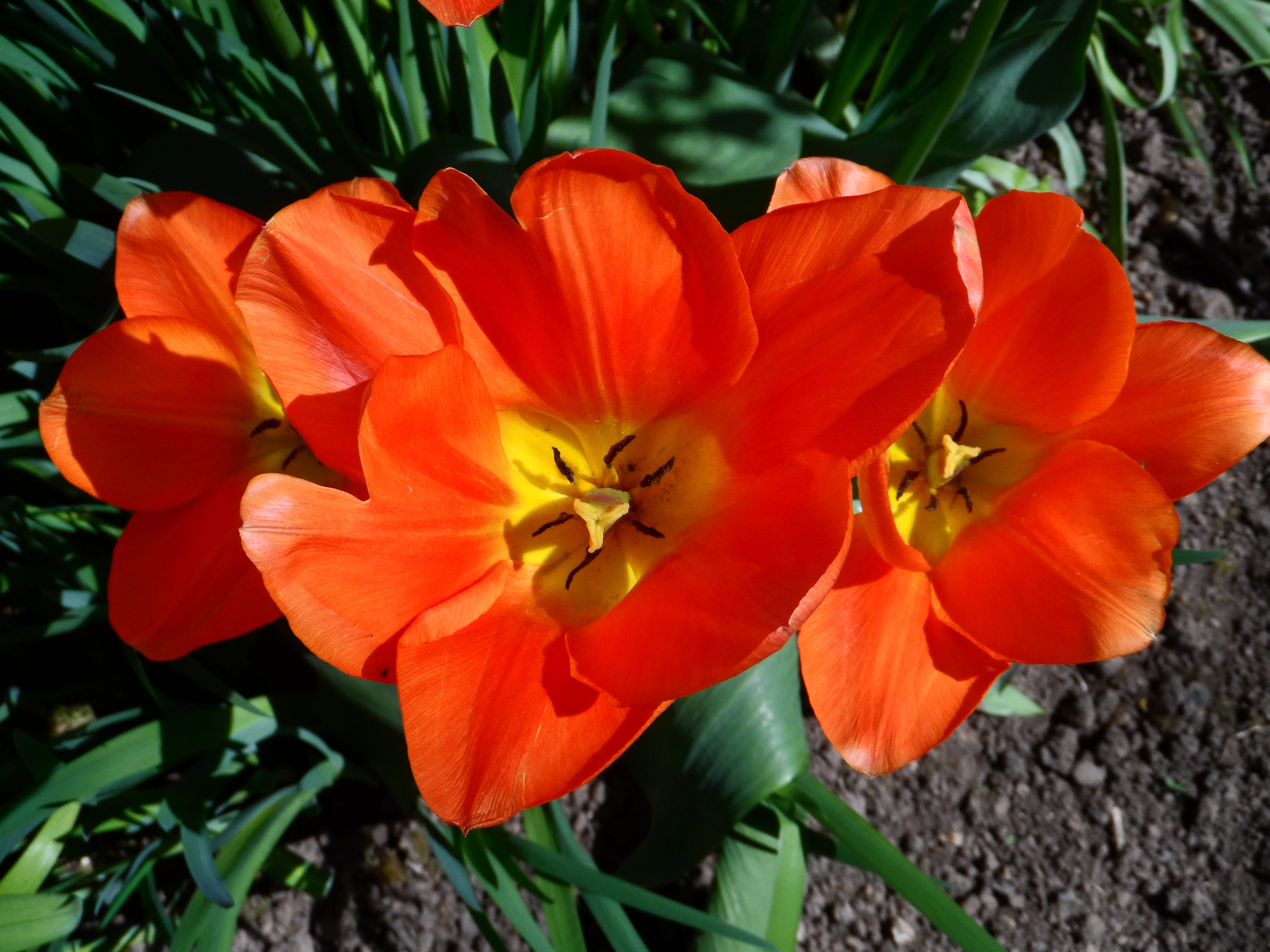 picturesque, green stuff, flower head, decorative, day, lush, flowering plant, tulip, vulnerability, color, garden, orange, gaudy, fragrance, grow, colorful, HD Wallpaper