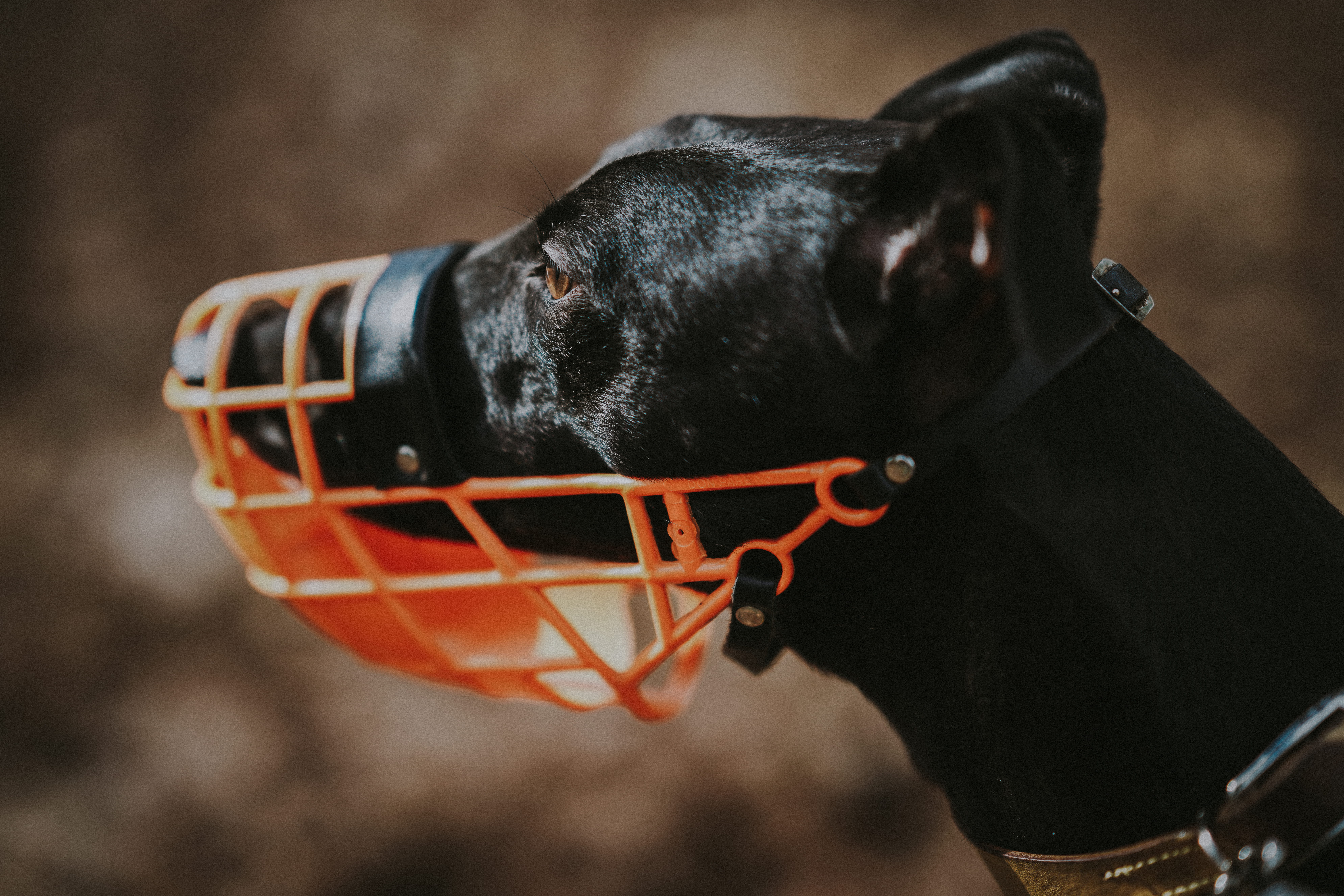 side view, day, domestic, guard, focus on foreground, one animal, muzzle, whippet, protector, mouth, canine, orange, animal head, black color, dog, domestic animals, HD Wallpaper