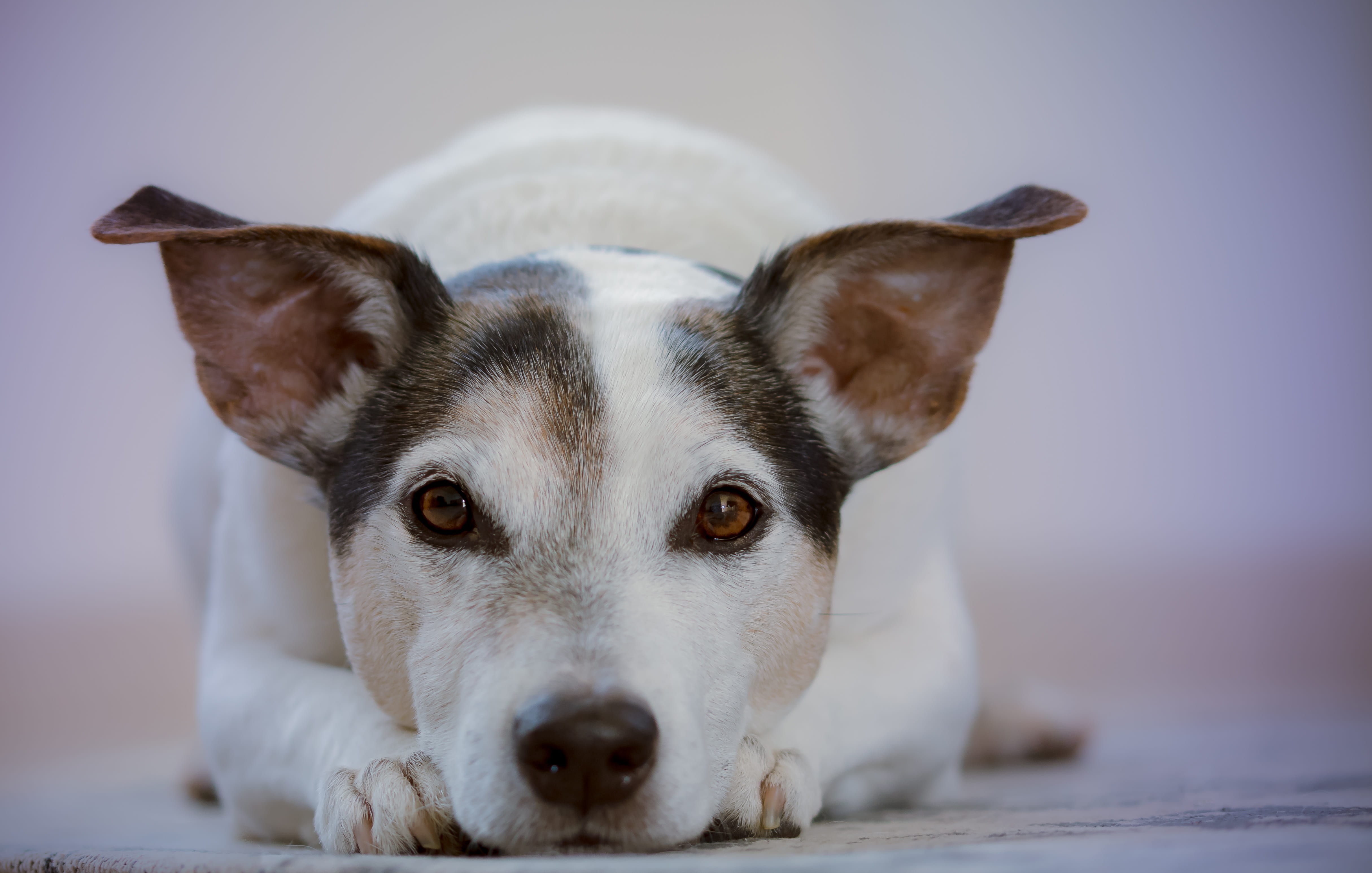 black, no people, animal eye, focus, close-up, animals, cute, relaxation, pet, white, looking at camera, purebred dog, floor, jacket, sweet, one animal, HD Wallpaper