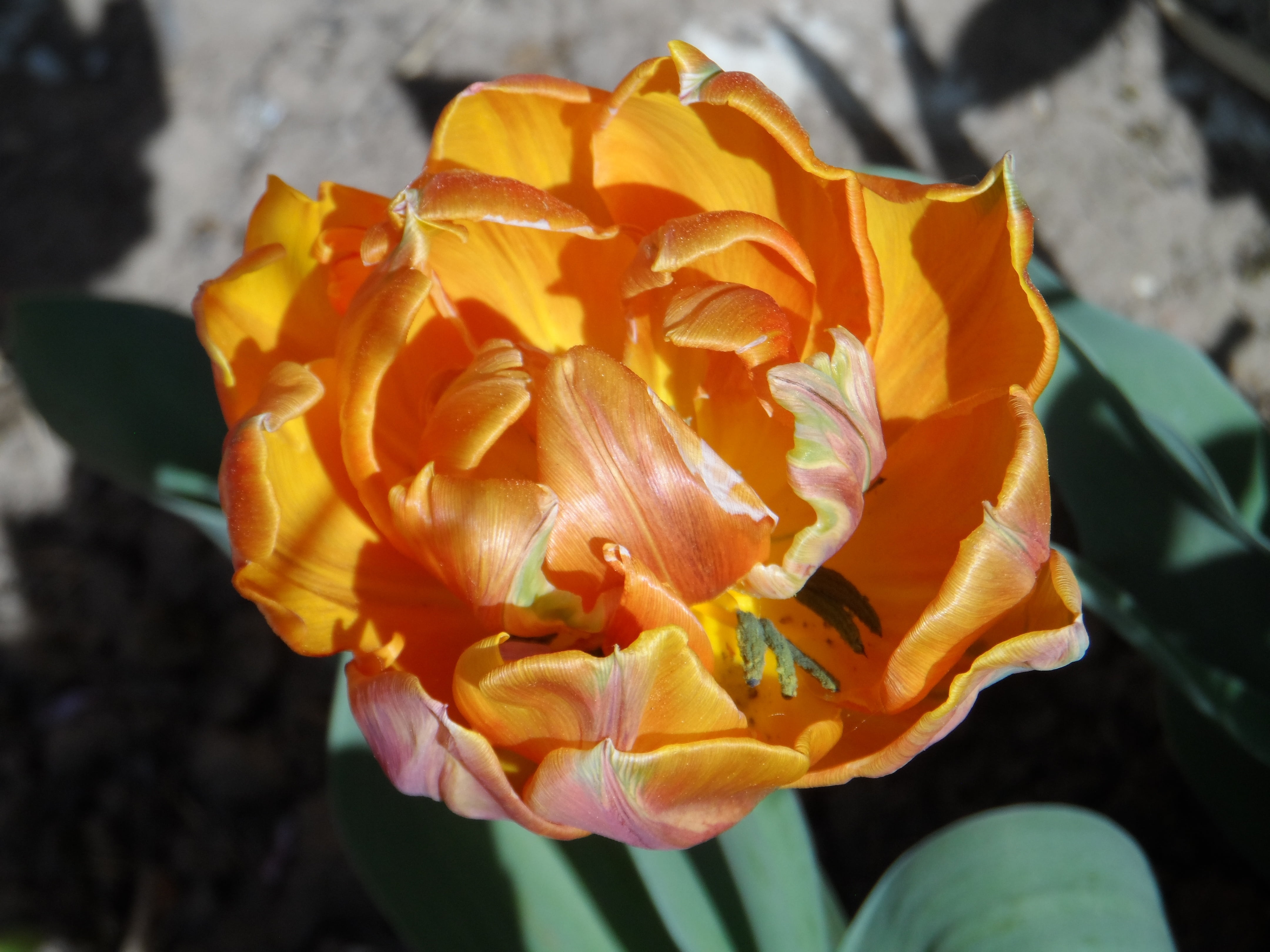 green stuff, plant, flower, lily family, filled, bright, vulnerability, strong, orange, day, close, lily-like, pistil, spring, beauty in nature, splendor, HD Wallpaper