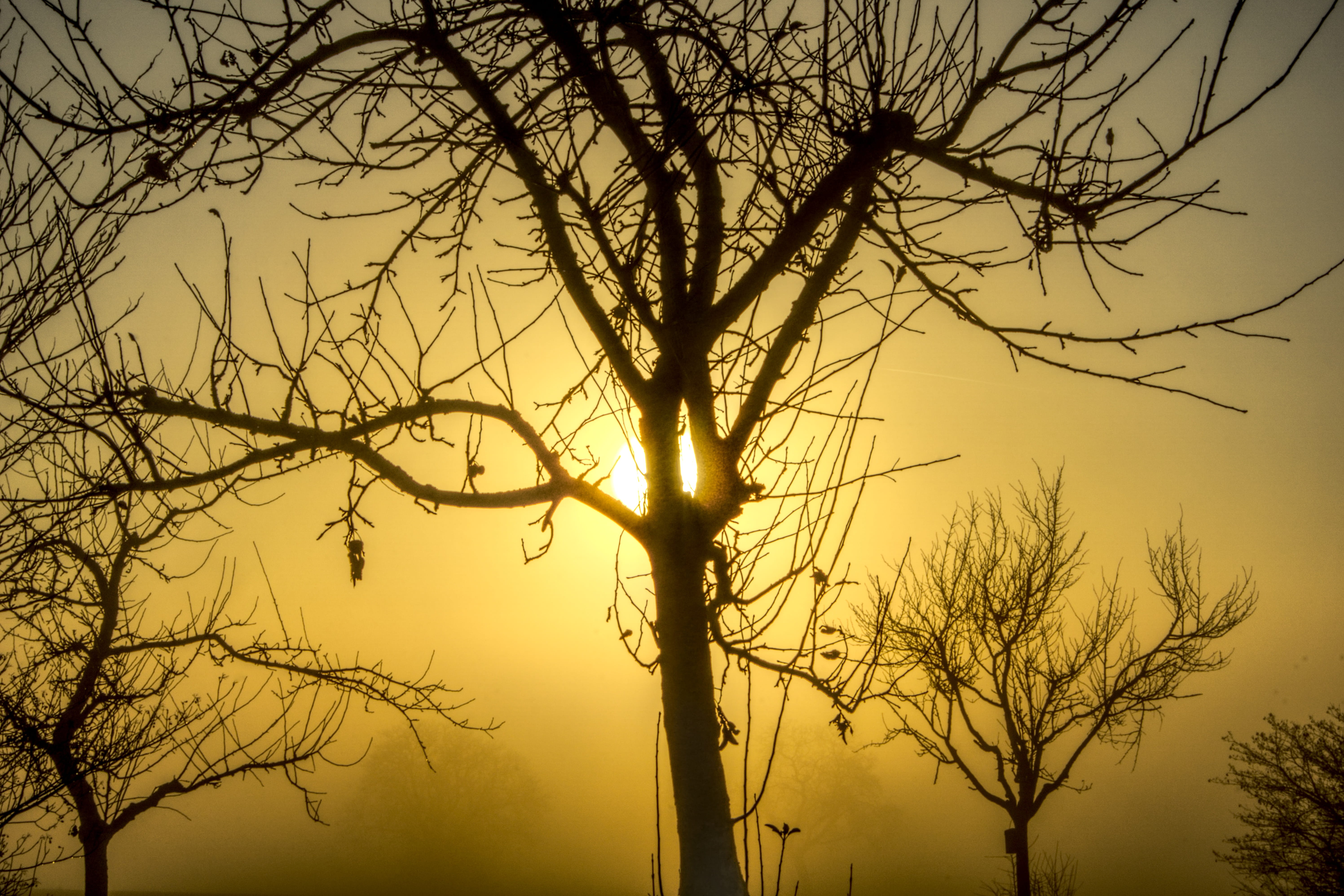 trunk, fog, tranquility, hdr, contrast, tranquil scene, hazy, back lit, outdoors, orange, silhouette, backlighting, yellow, plant, bare tree, mood, orange color, HD Wallpaper