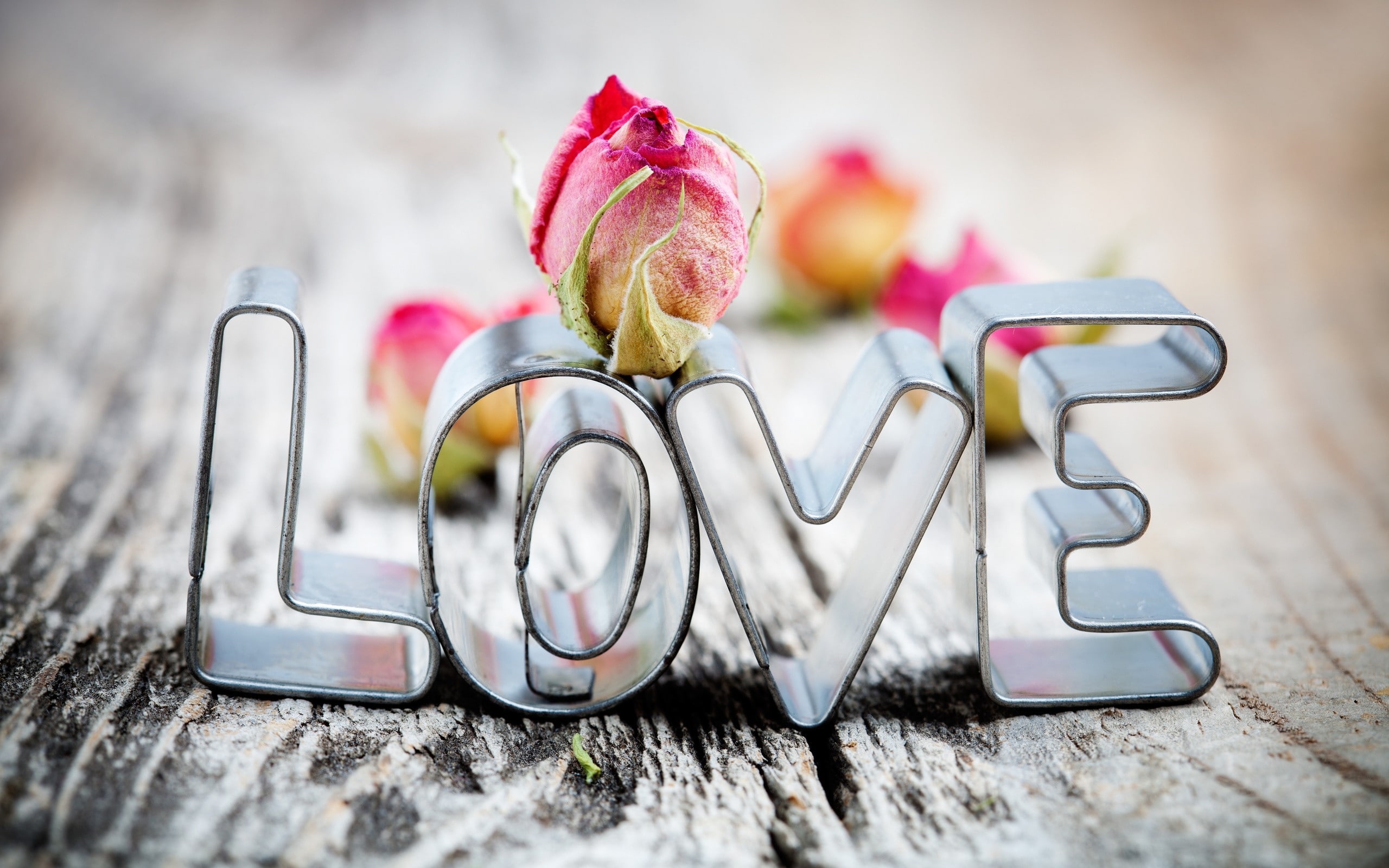 love, cutter, rose, s, 2K, Best s, HD Wallpaper