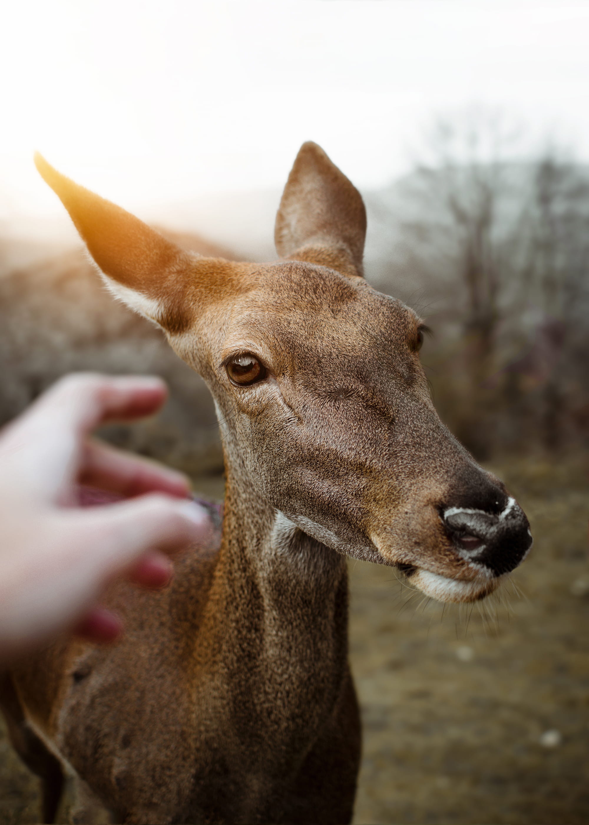 outdoor, deer, stag, cute, one Animal, corzo, wildlife, eye, astur, animals And Pets, mammal, animal, portrait, vida, fawn, españa, hoofed Mammal, rural Scene, Phone HD Wallpaper