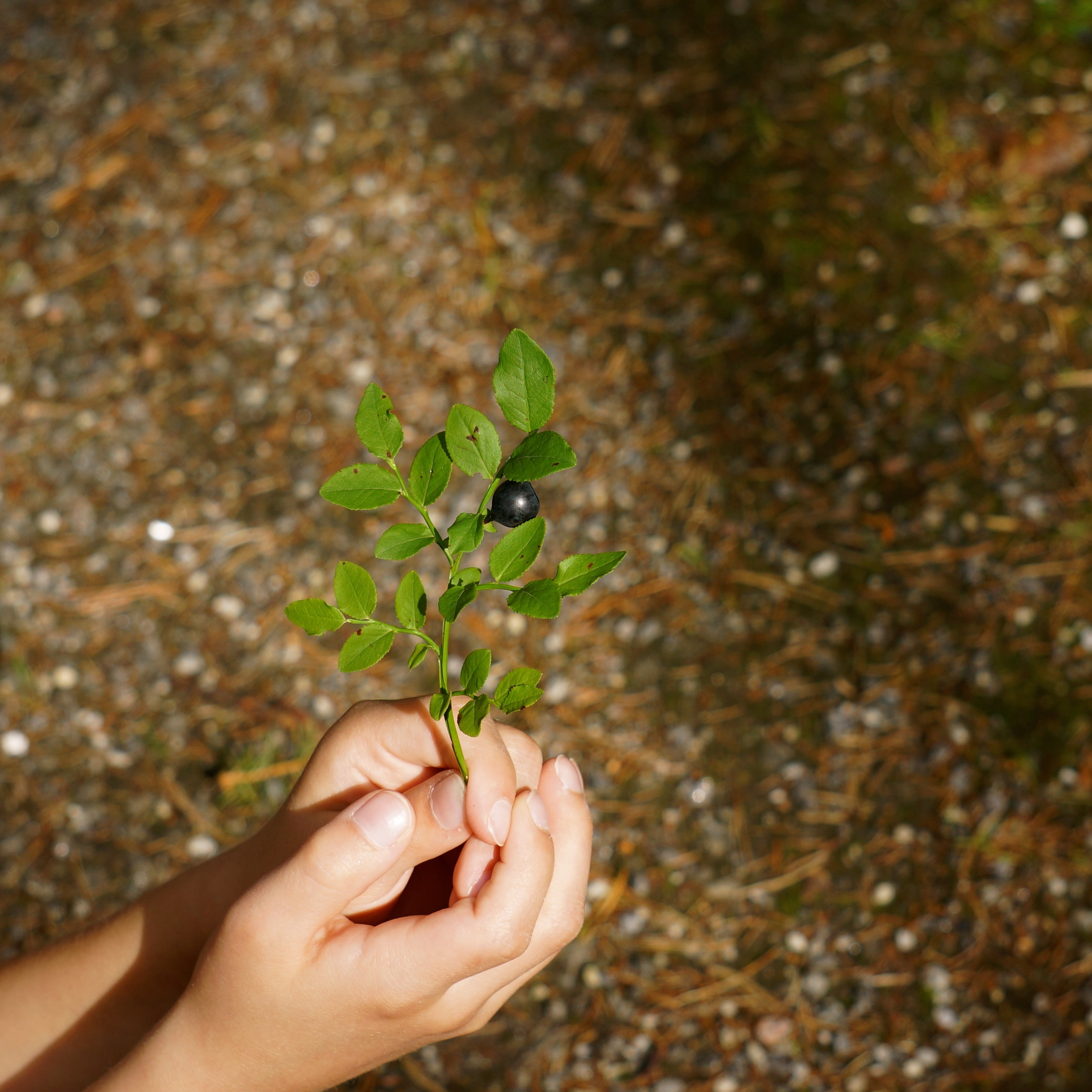 day, finger, photography, the childs hands, twig, adult, human body part, person, nature, hand, 2K, human hand, lifestyles, plant, one person, show, green color, Phone HD Wallpaper