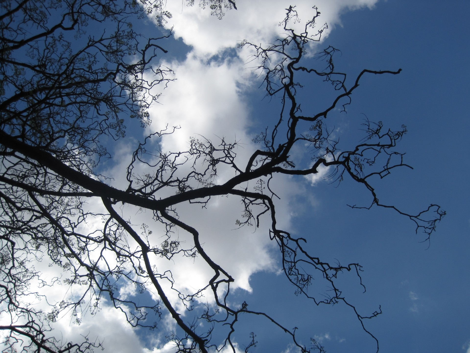tree canopy, silhouette, scenics - nature, idyllic, no people, tree, tendrils, bare tree, growth, 1080P, stark, branch, twigs, blue white clouds, reaching out, HD Wallpaper