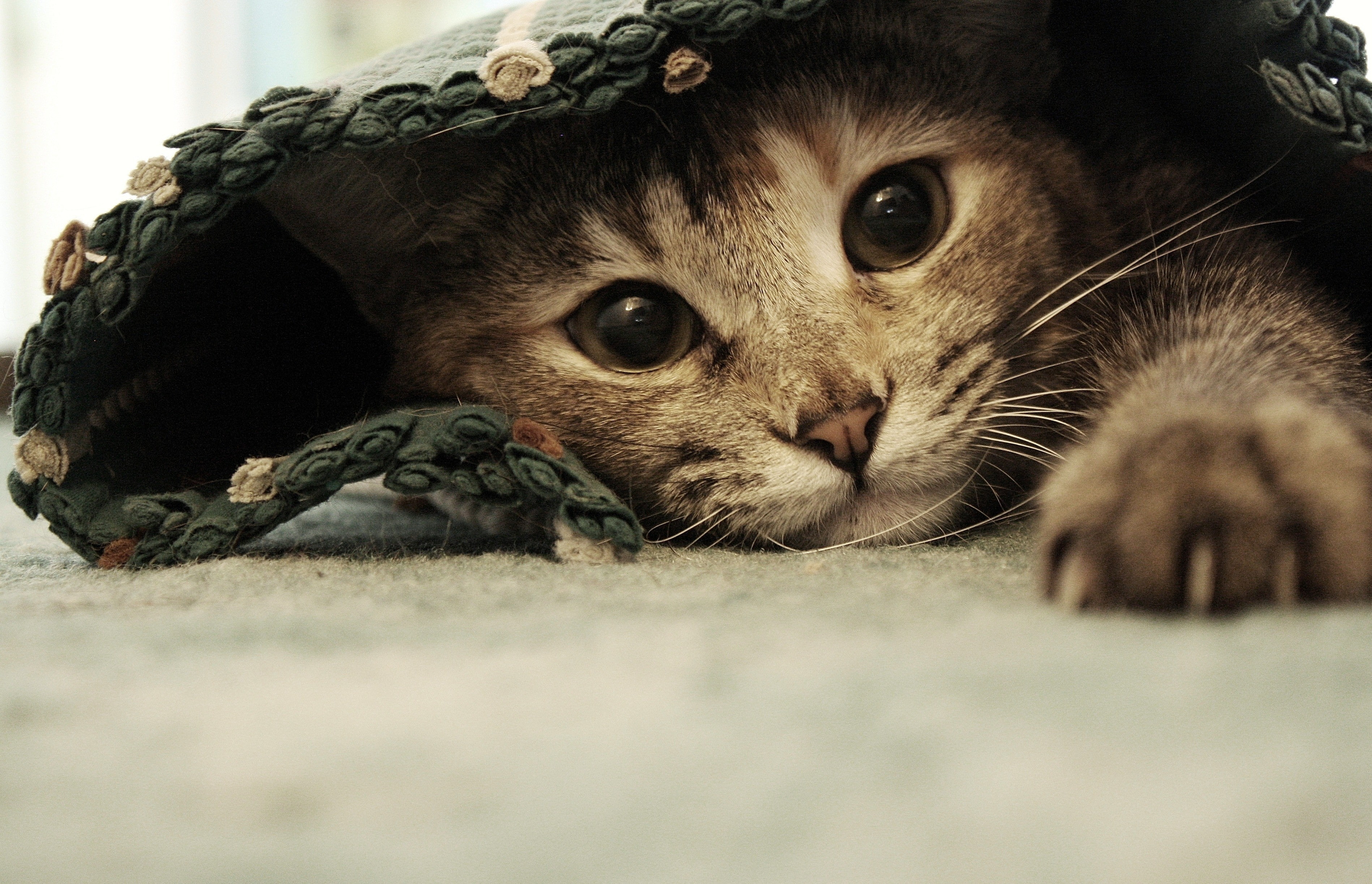 reaching, hd, art, cats, paws, x, 2K, rugs, animals, HD Wallpaper