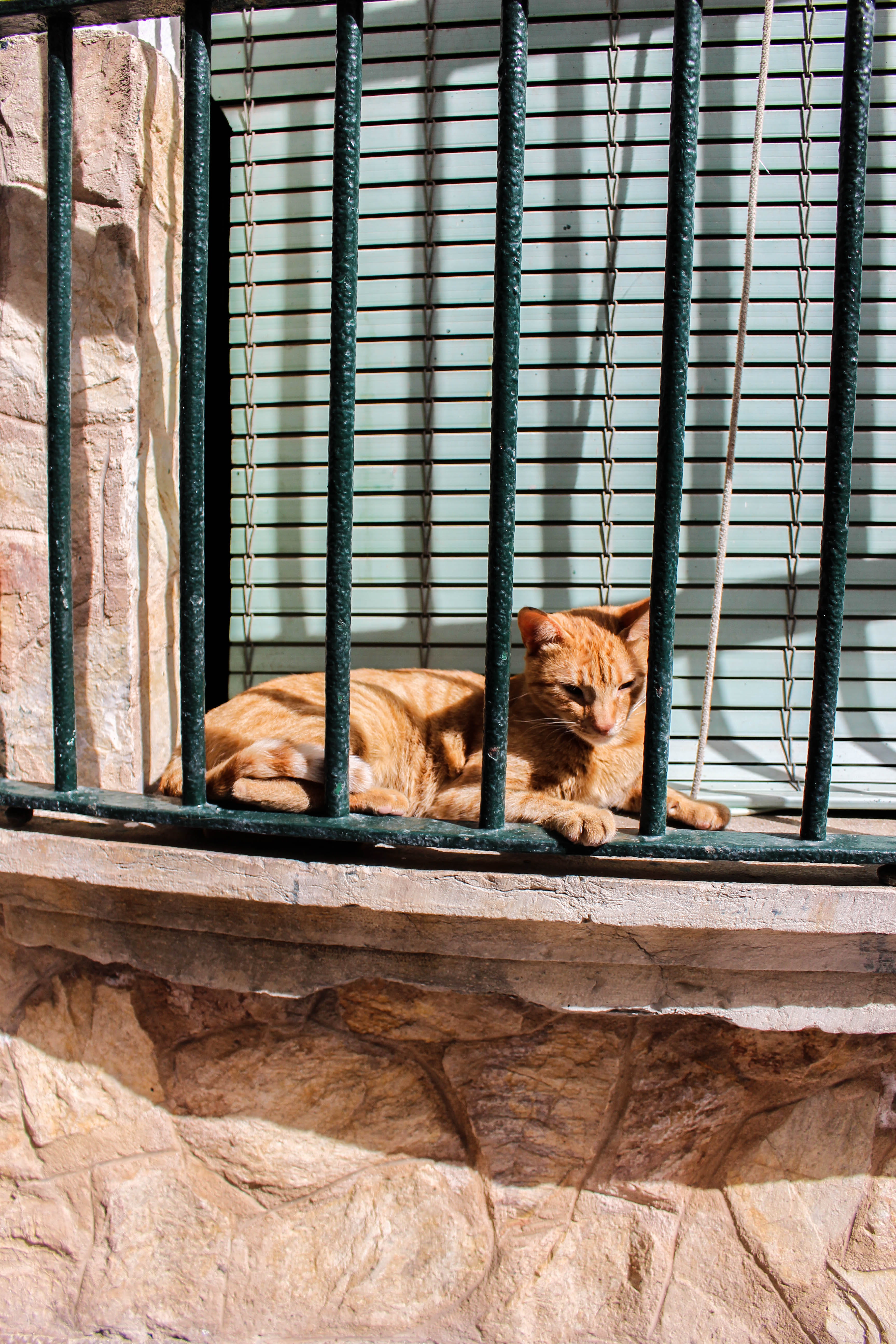 orange, ginger cat, indoors, no people, day, domestic, vertebrate, zoology, railings, fence, mammal, relaxation, one animal, animal themes, 5K, resting, Phone HD Wallpaper