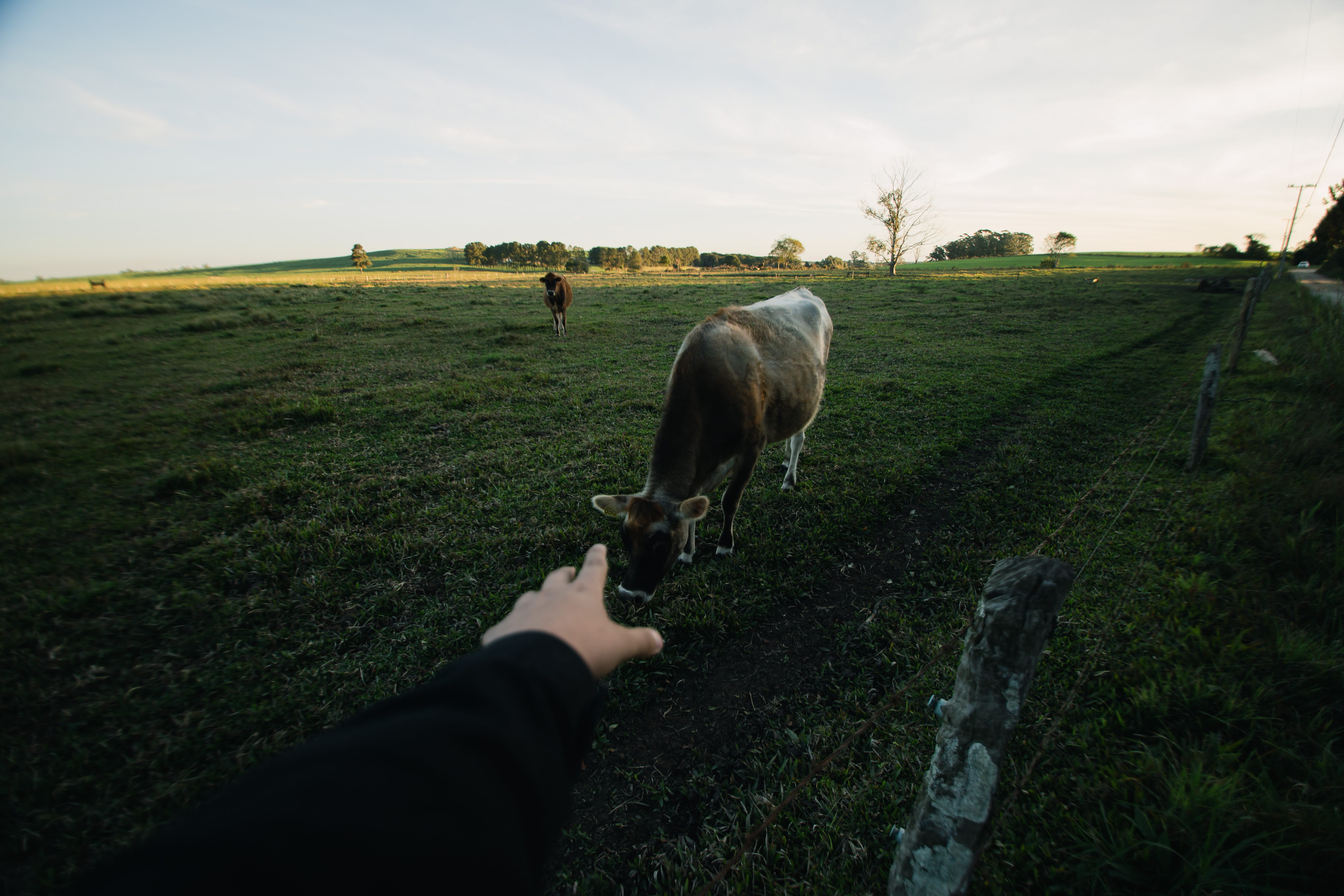 one person, landscape, sky, field, gray, fence, daylight, nature, cows, agriculture, herbivorous, grass, hand, animals, mammal, 5K, outdoors, cattle, grassland, HD Wallpaper