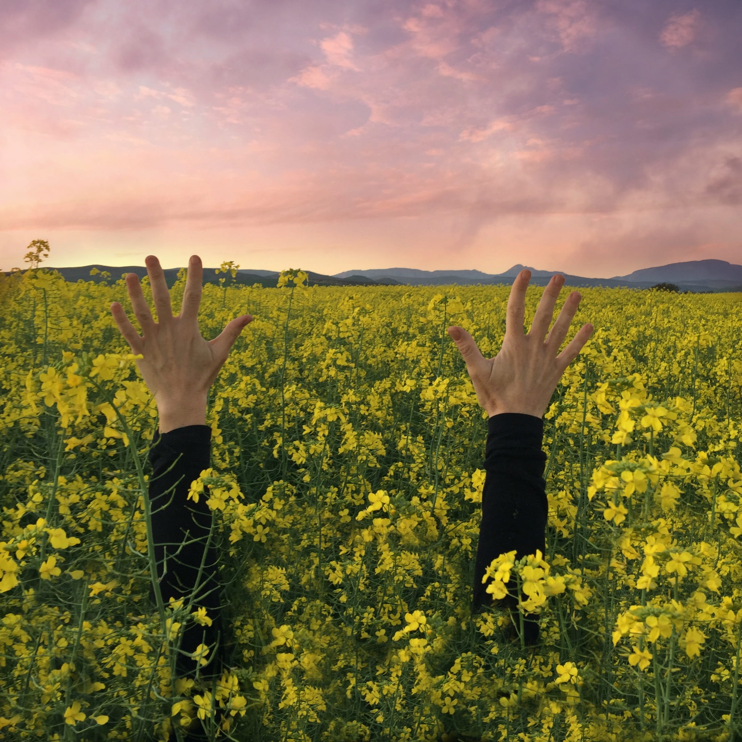field, 1080P, flower fields, Sunset, flowering plant, one person, lifestyles, Hands, Reach Out, canola fields, real people, leisure activity, environment, Phone HD Wallpaper